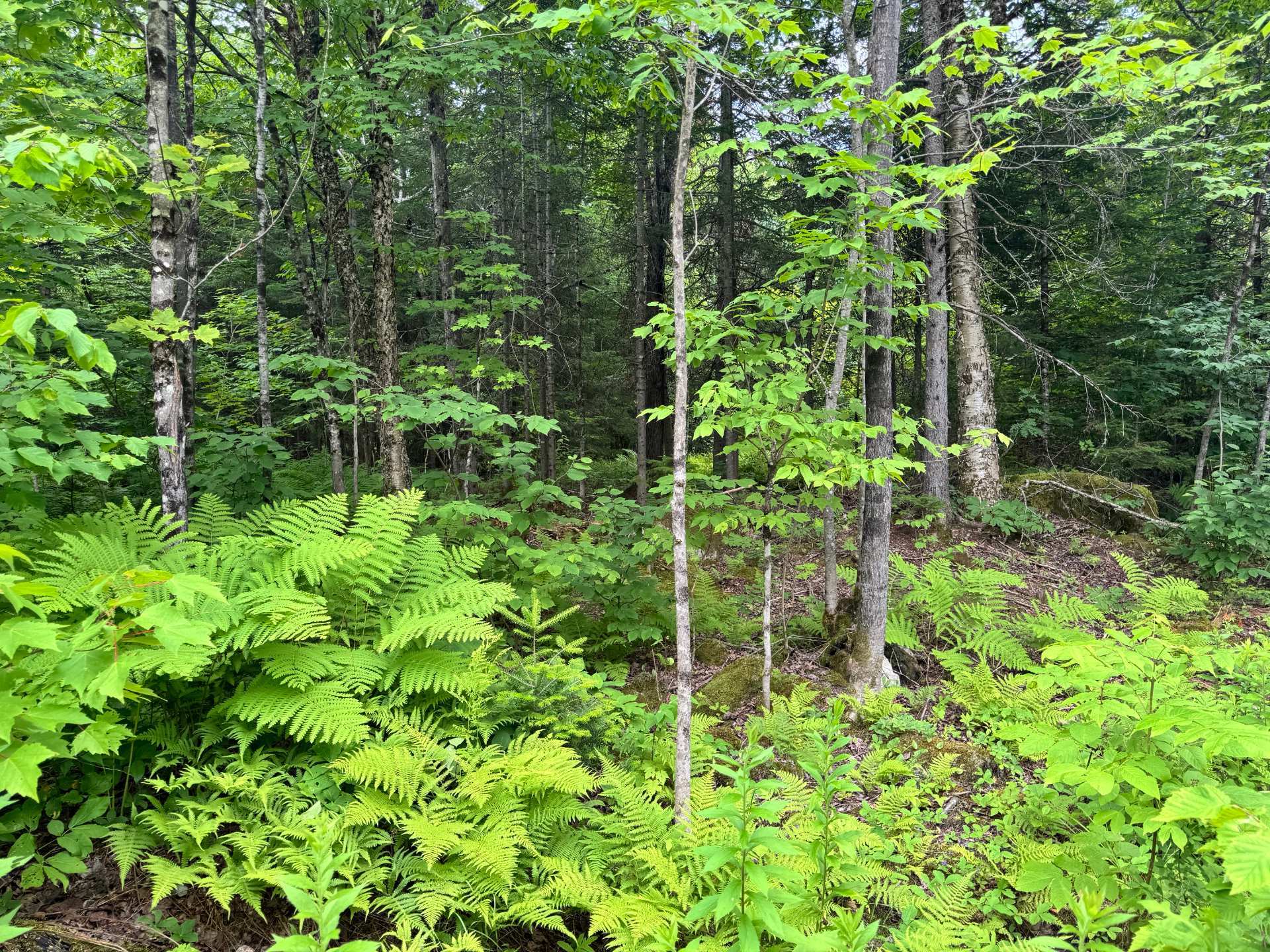 Wooded area