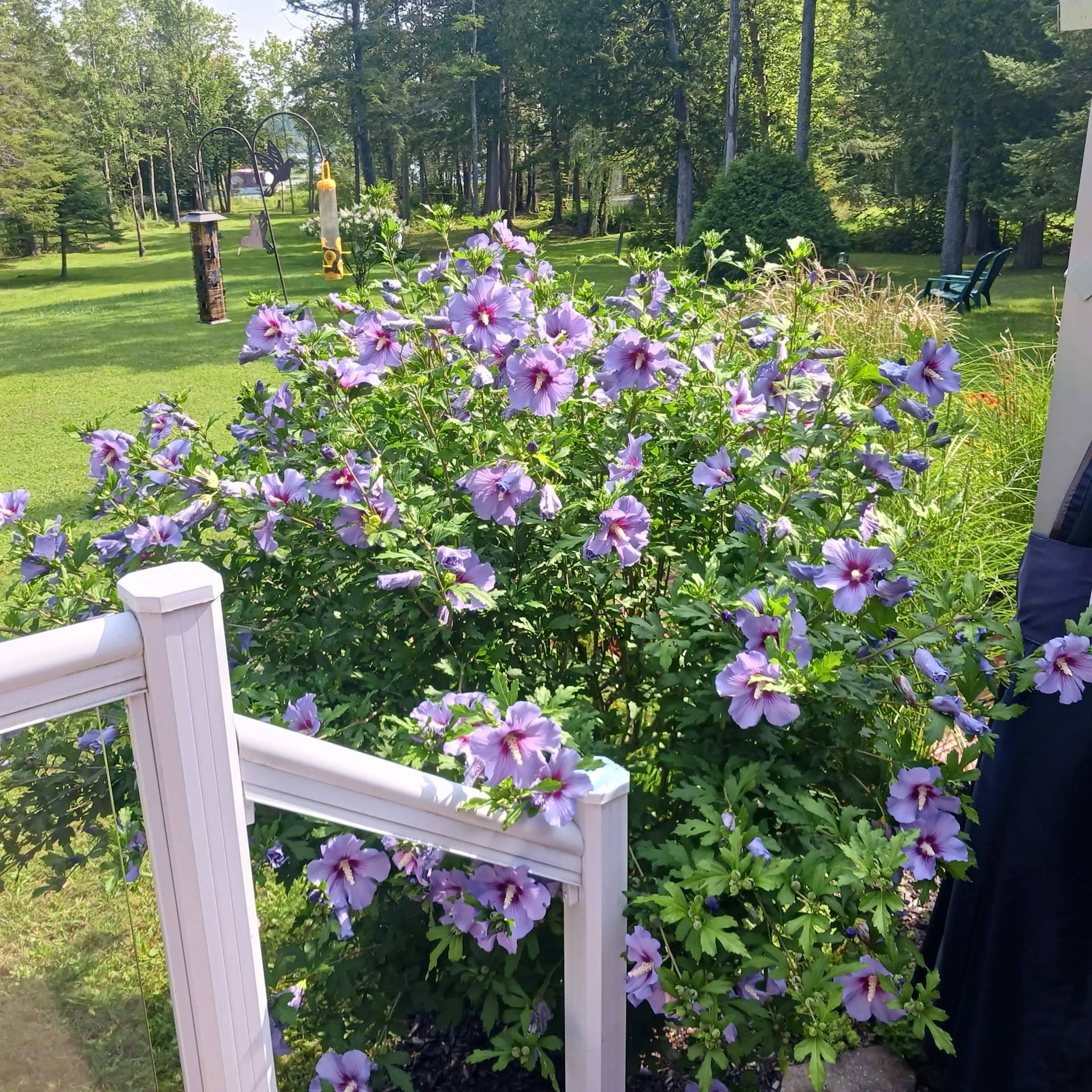 fleurs et paysagement