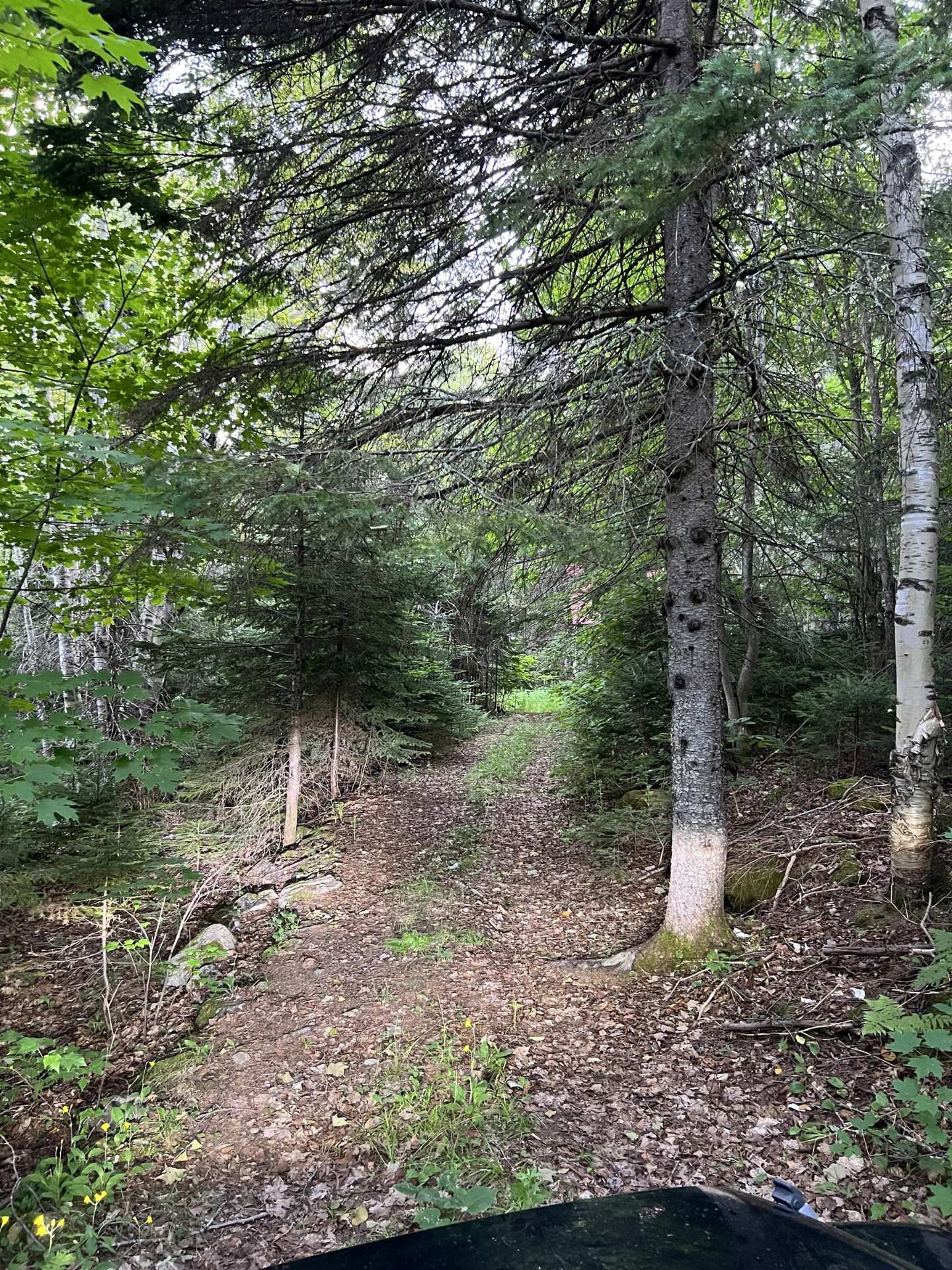 Chemin accès au chalet