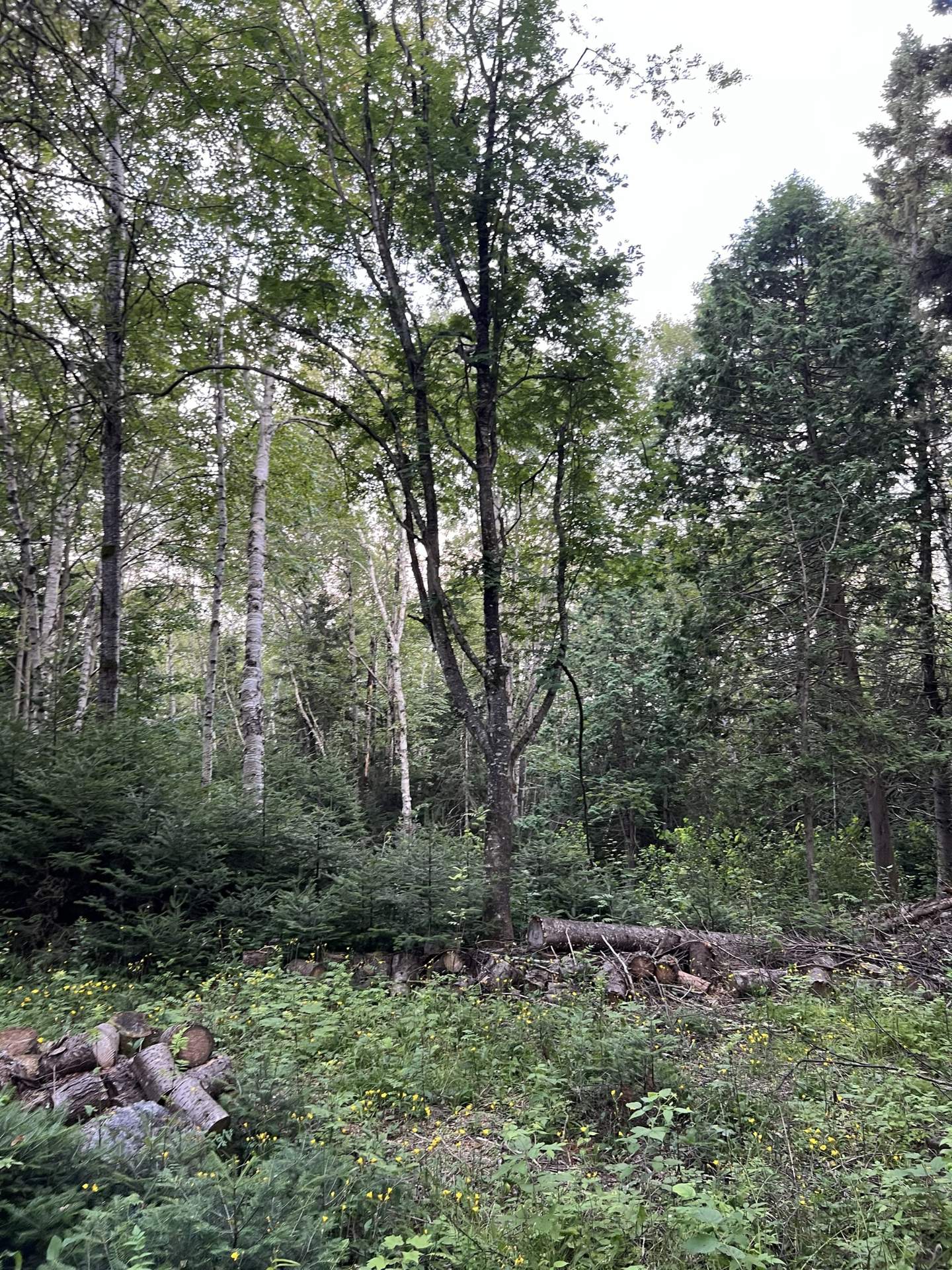 Terre/Terrain