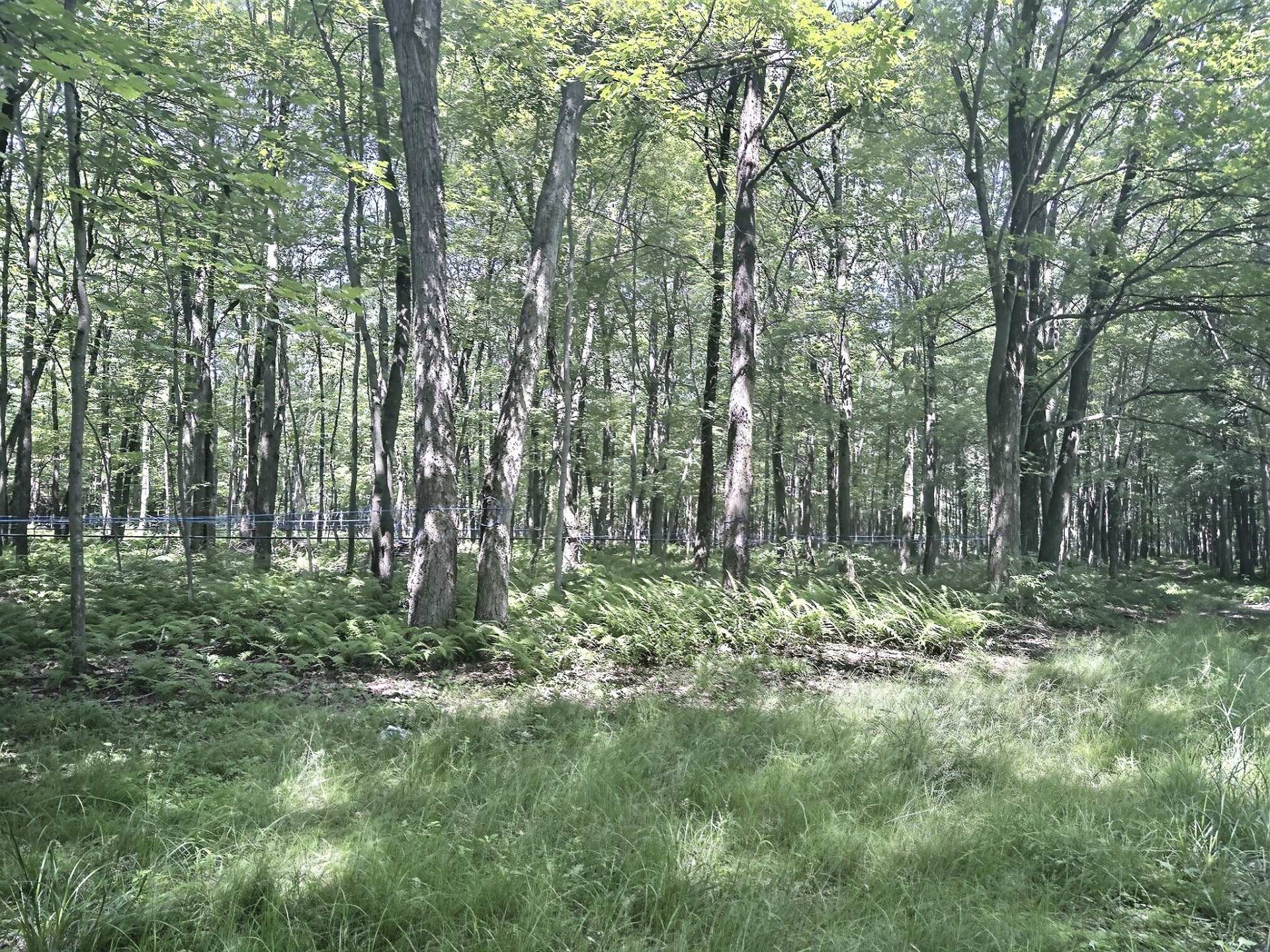 Terre à bois