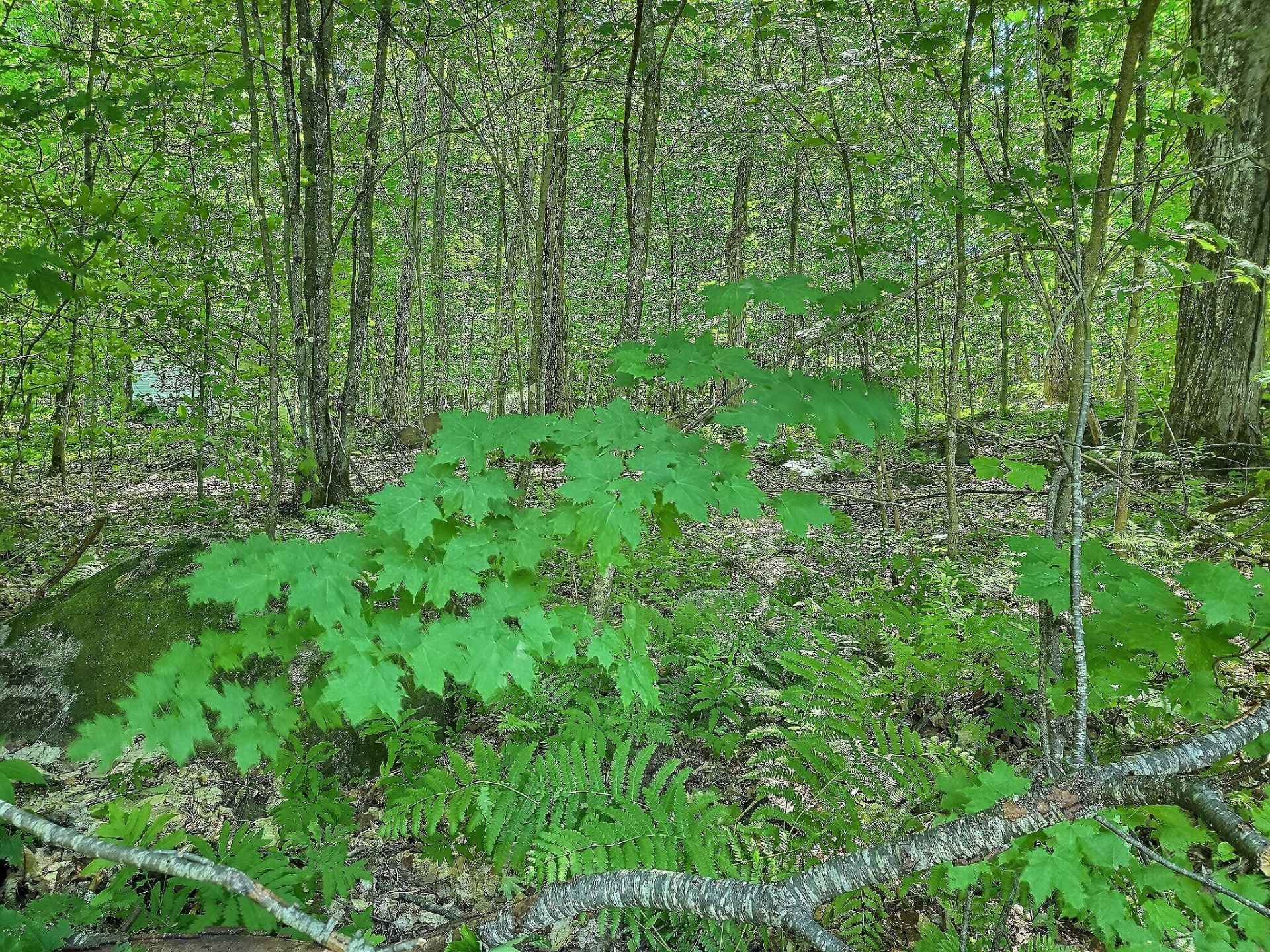 Terre/Terrain