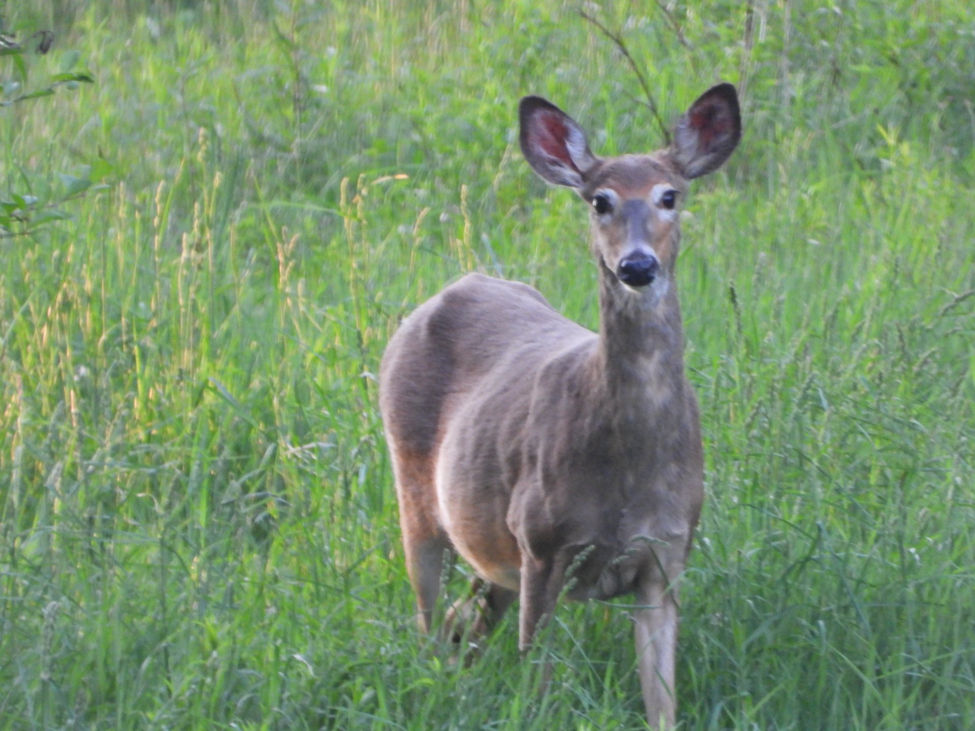 plusieures variétés de la faune