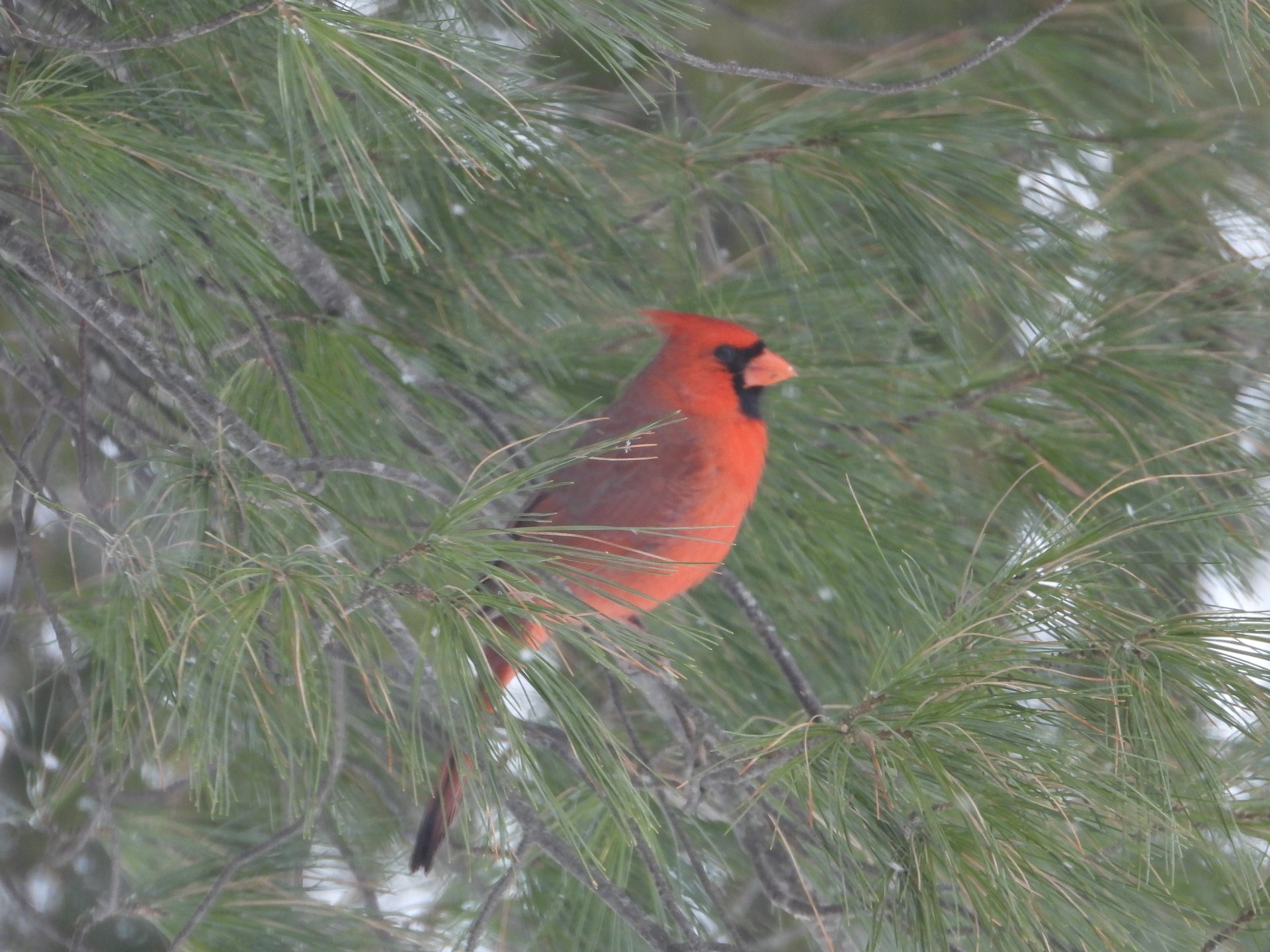 plusieures variétés de la faune