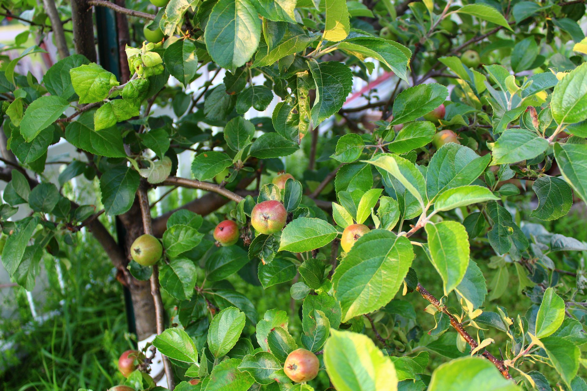 Jardin