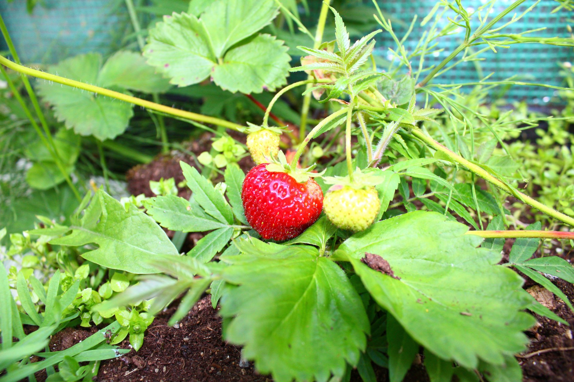 Jardin