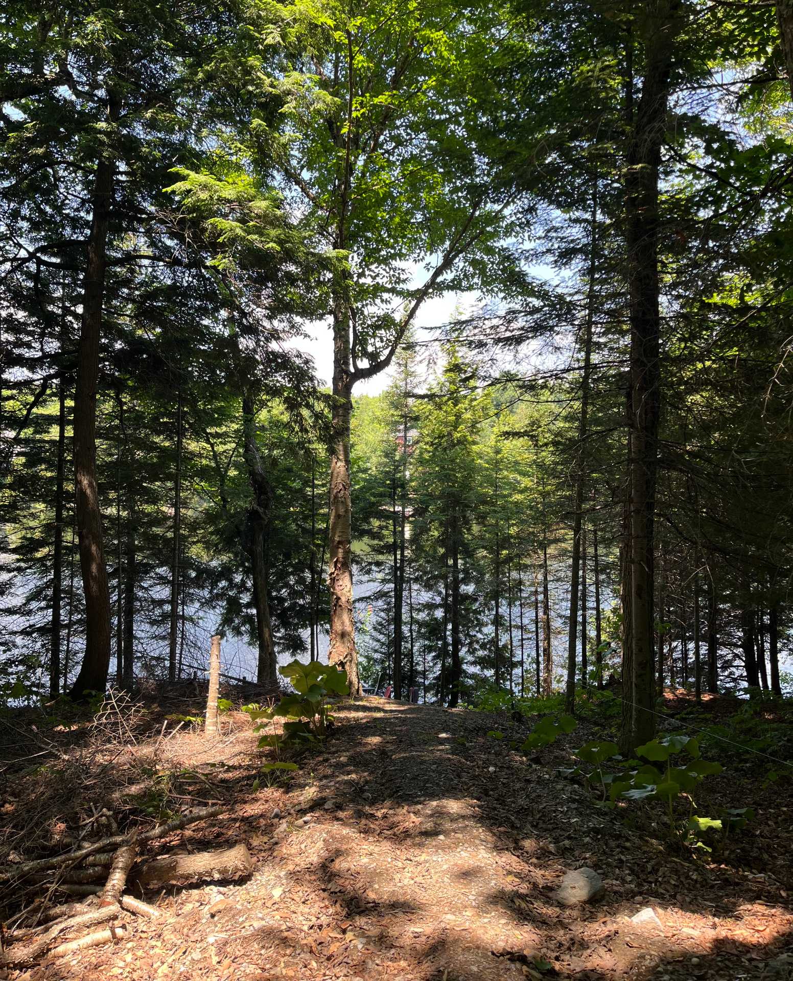 terrain des Érables, lac Roger MLS 23492680