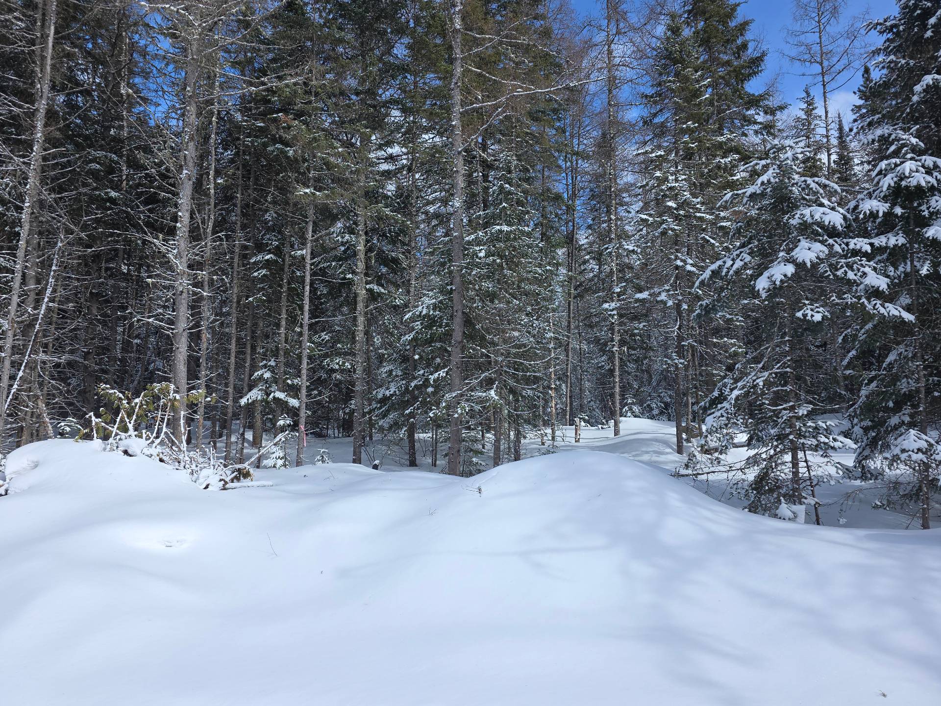 Terre/Terrain