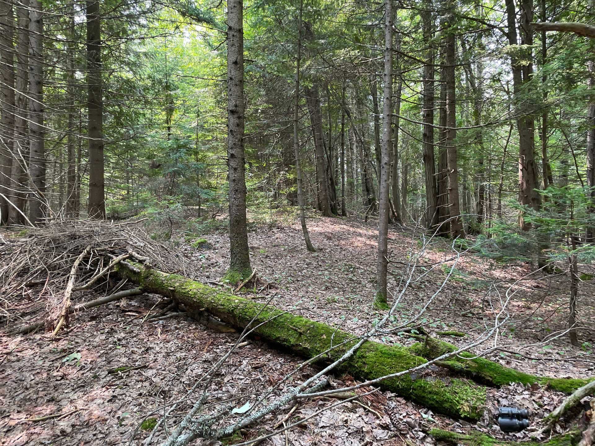 Terre/Terrain