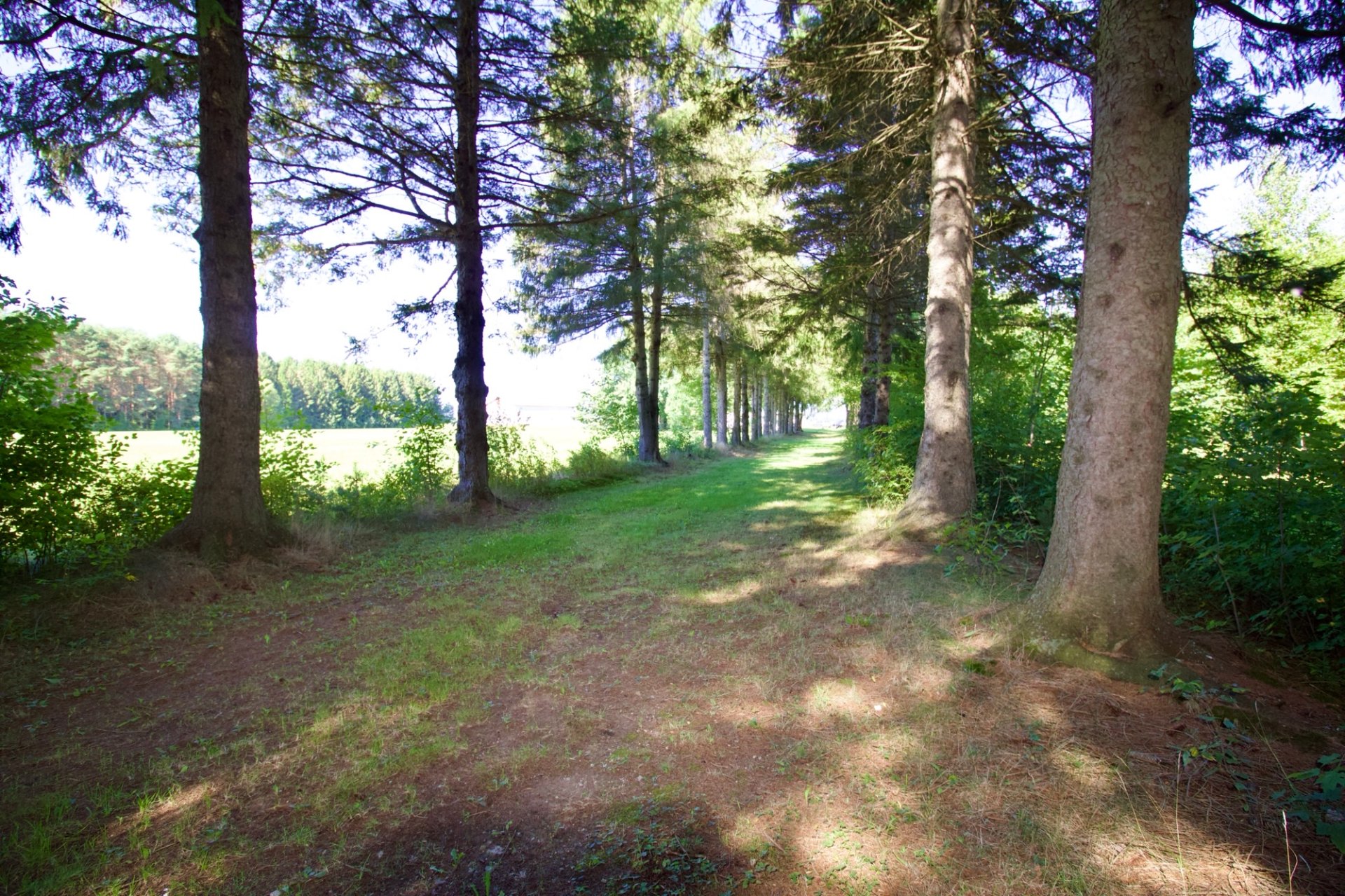 sentier