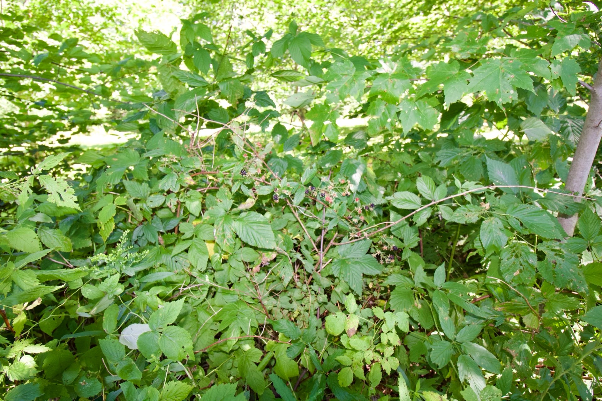 framboises et mûres