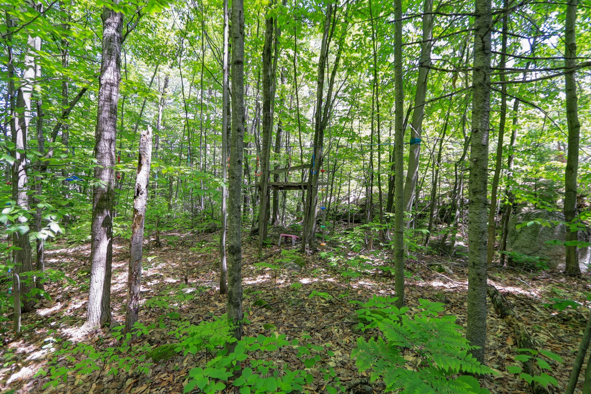 Wooded area