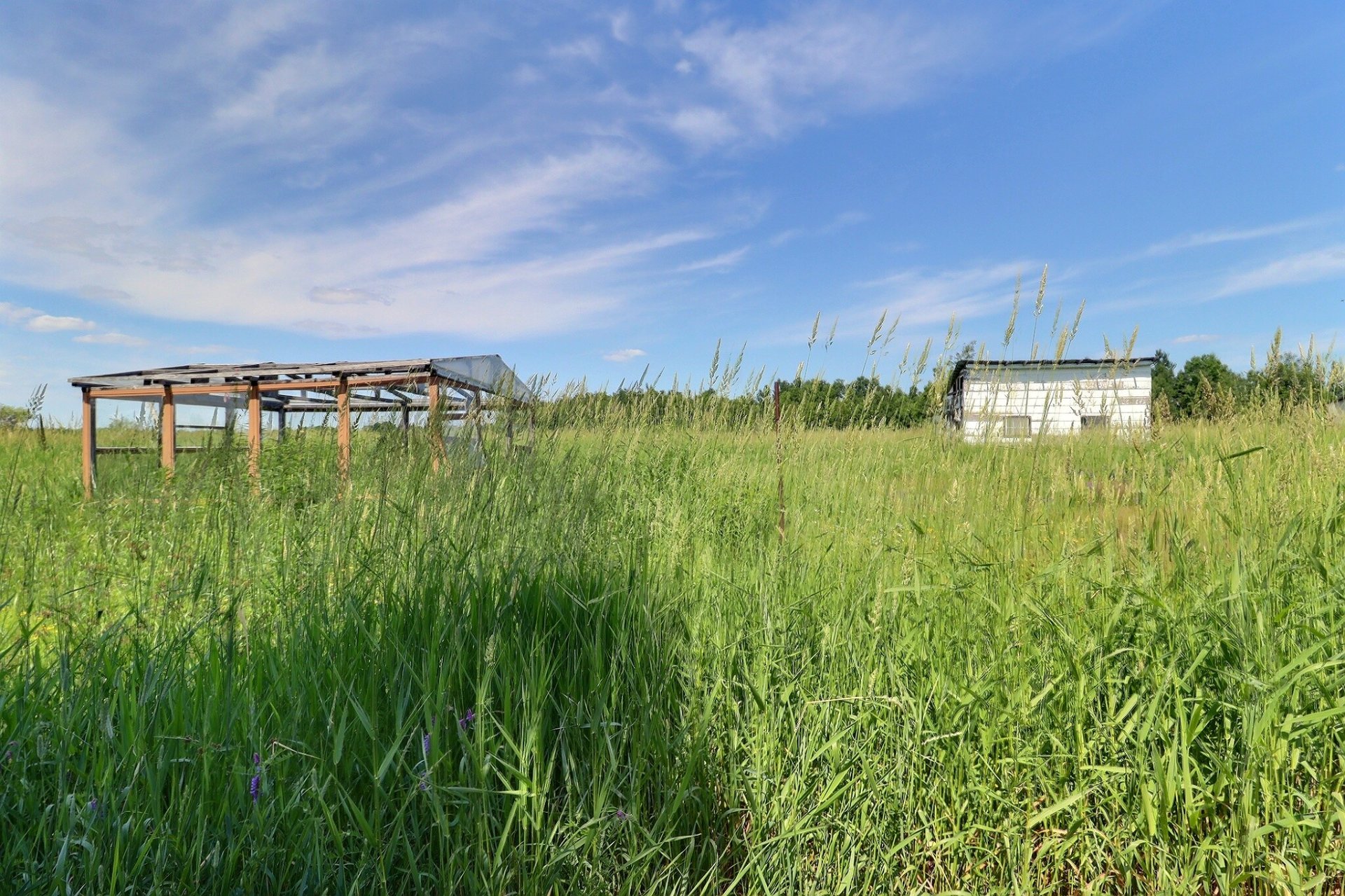 Shed