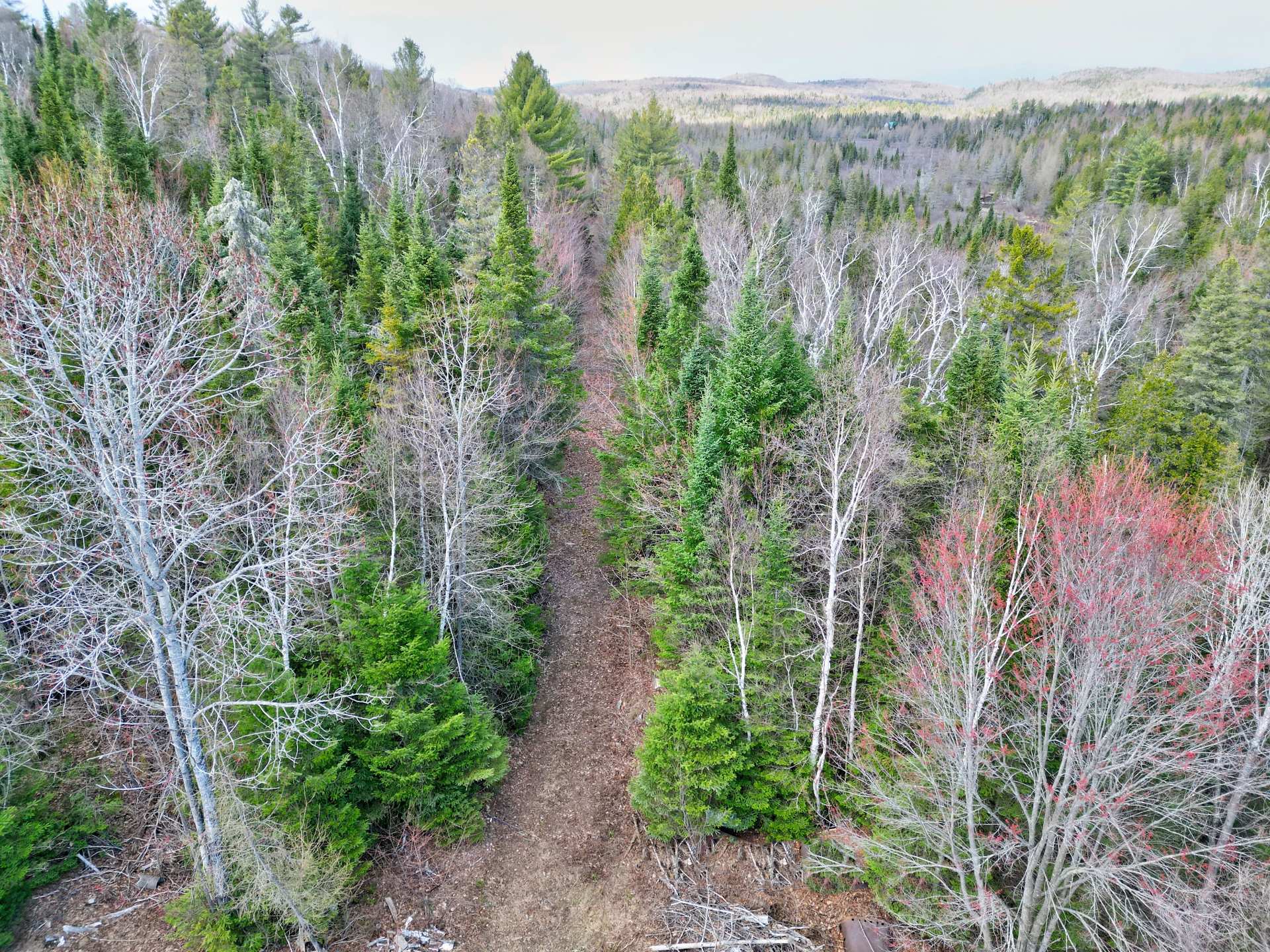 Wooded area