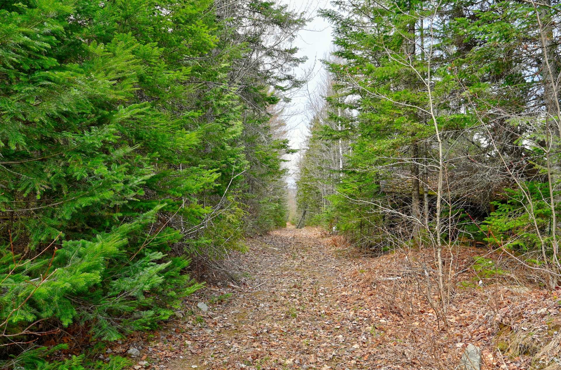 Wooded area