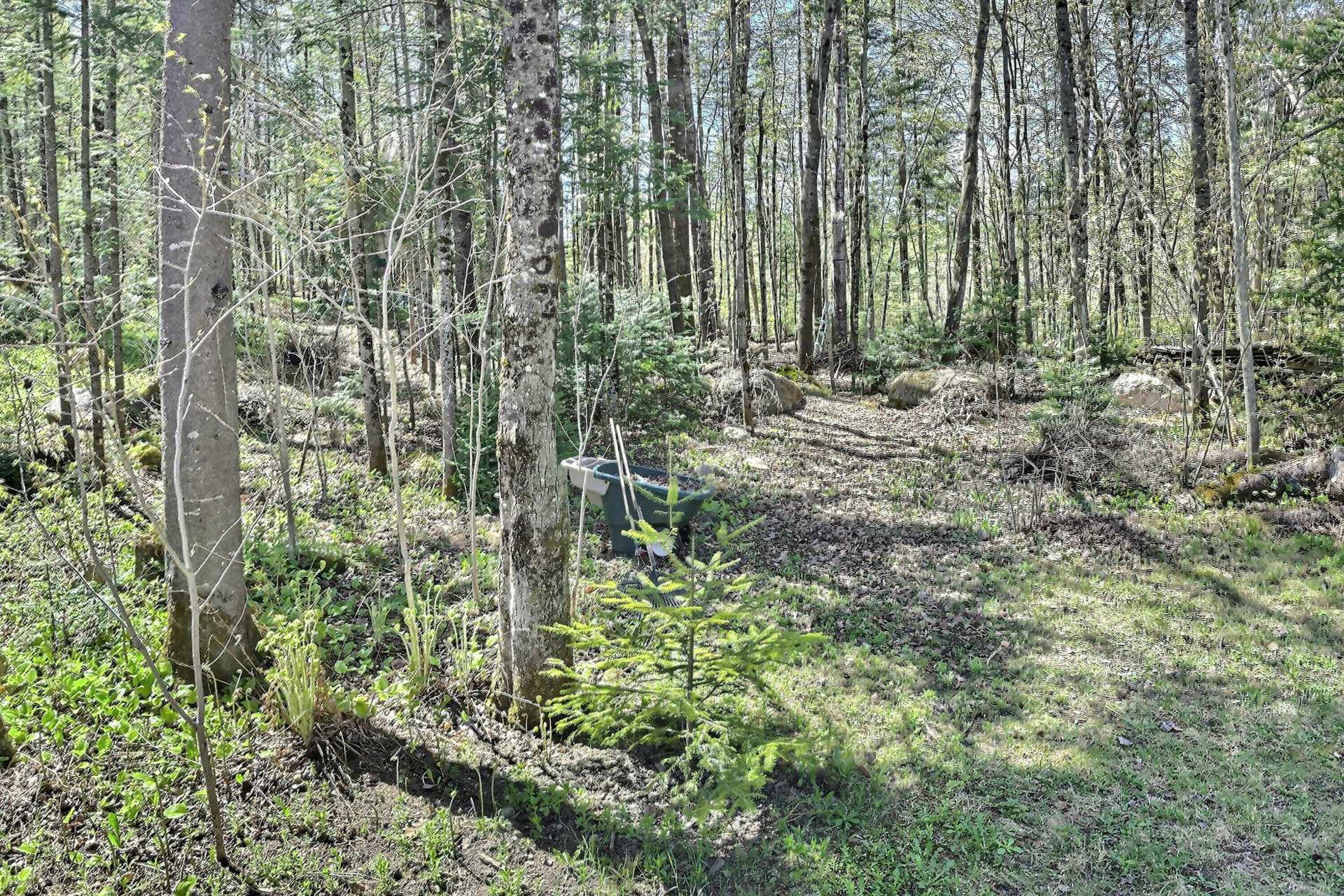 Wooded area