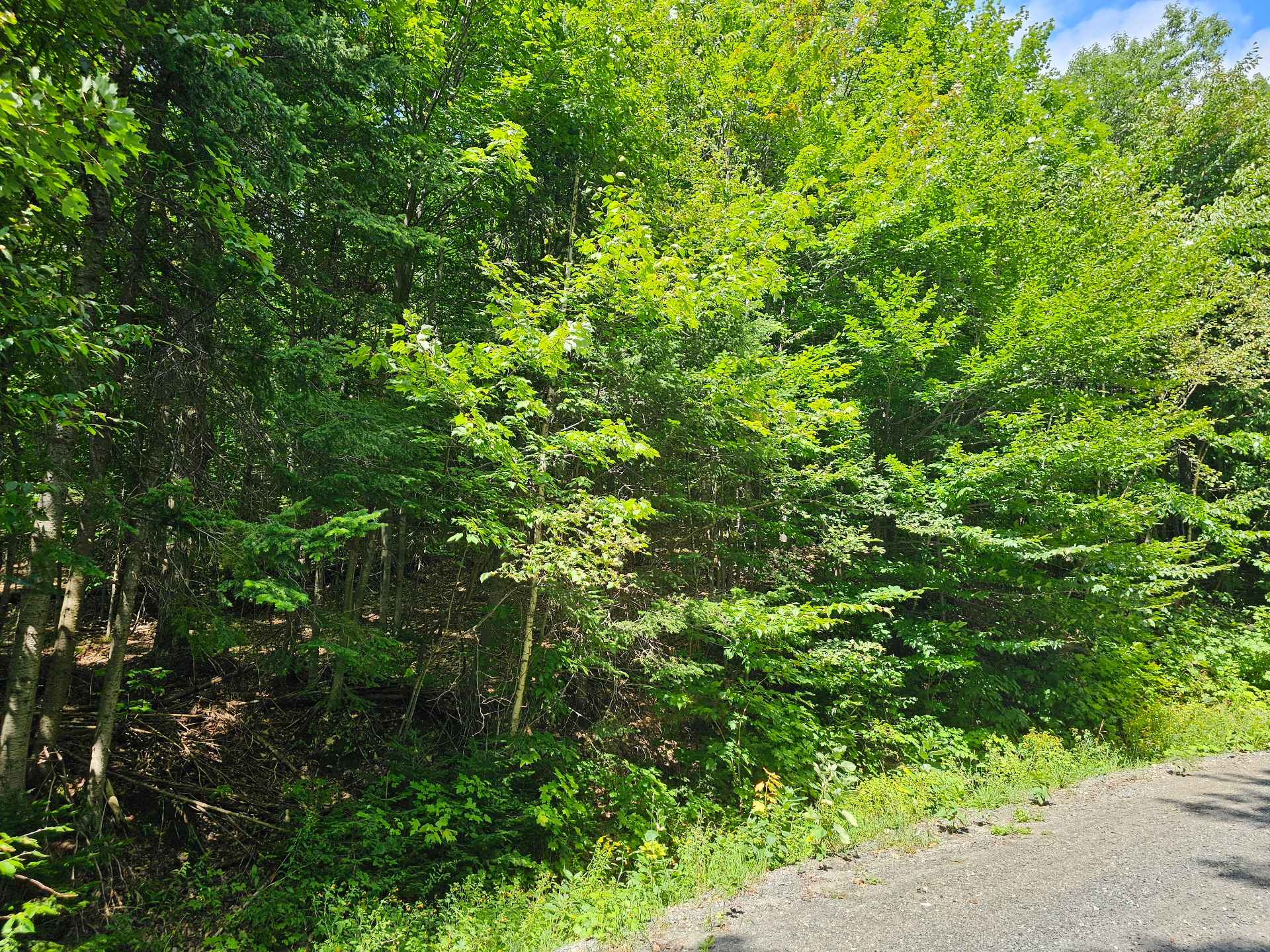 Land/Lot