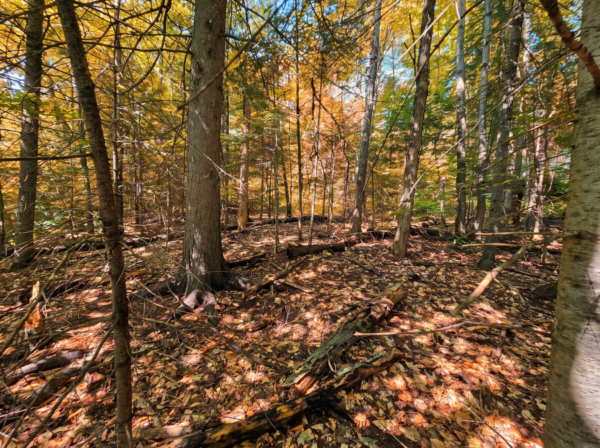 Land/Lot