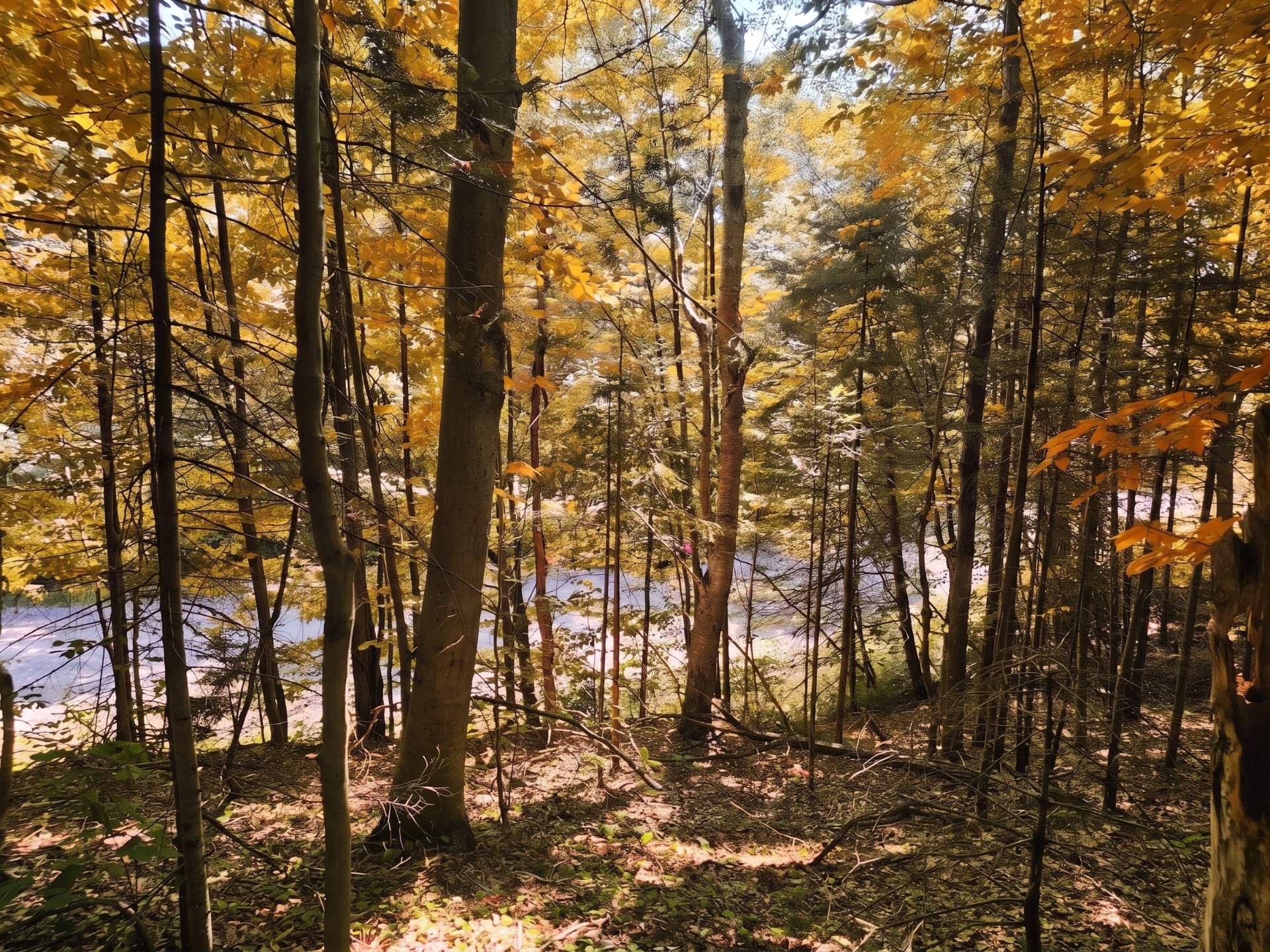 Land/Lot
