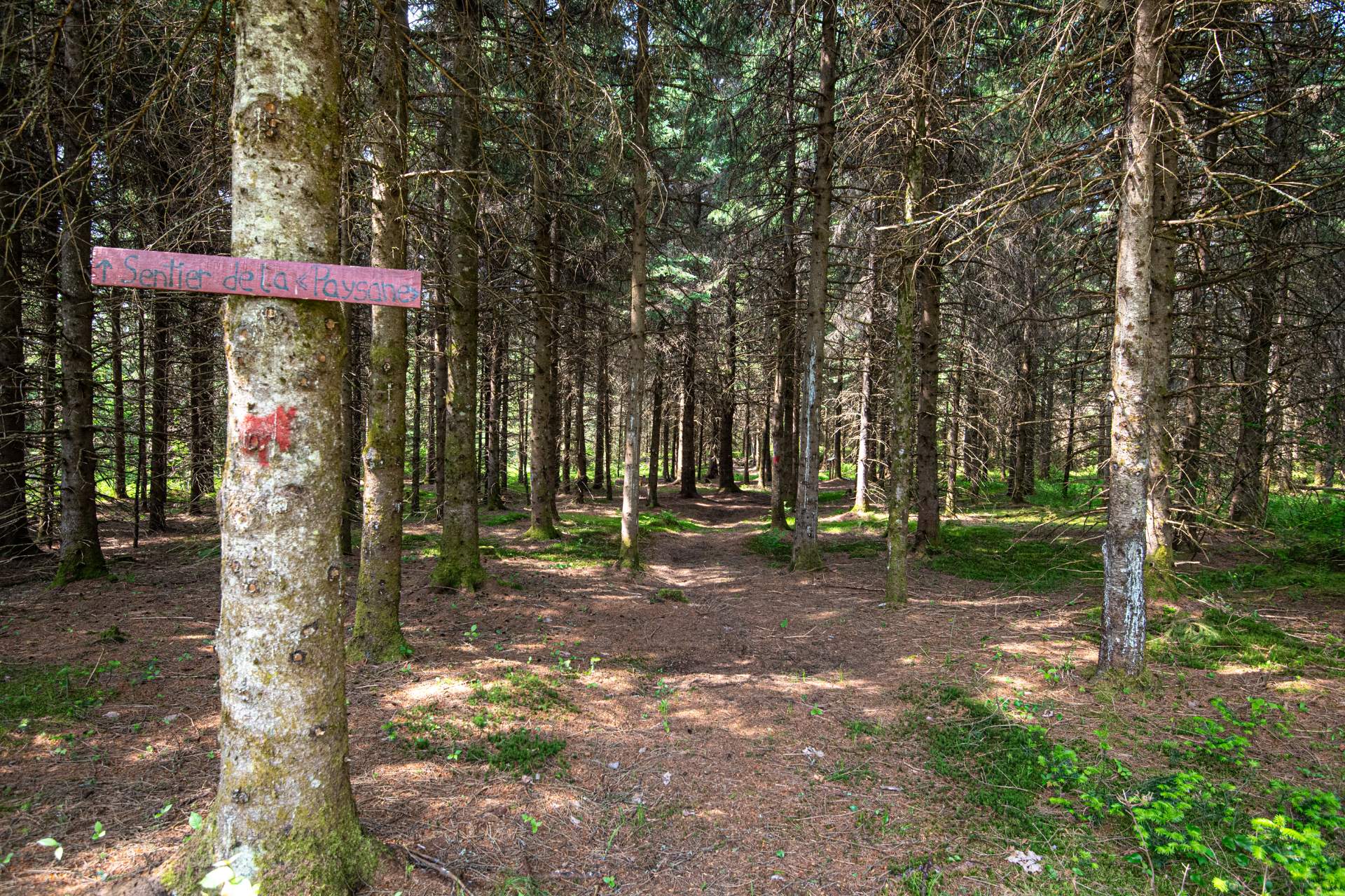 Terre/Terrain