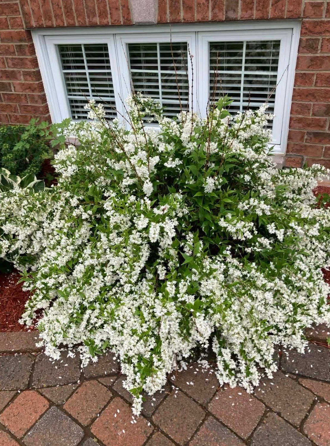 Aménagement paysager