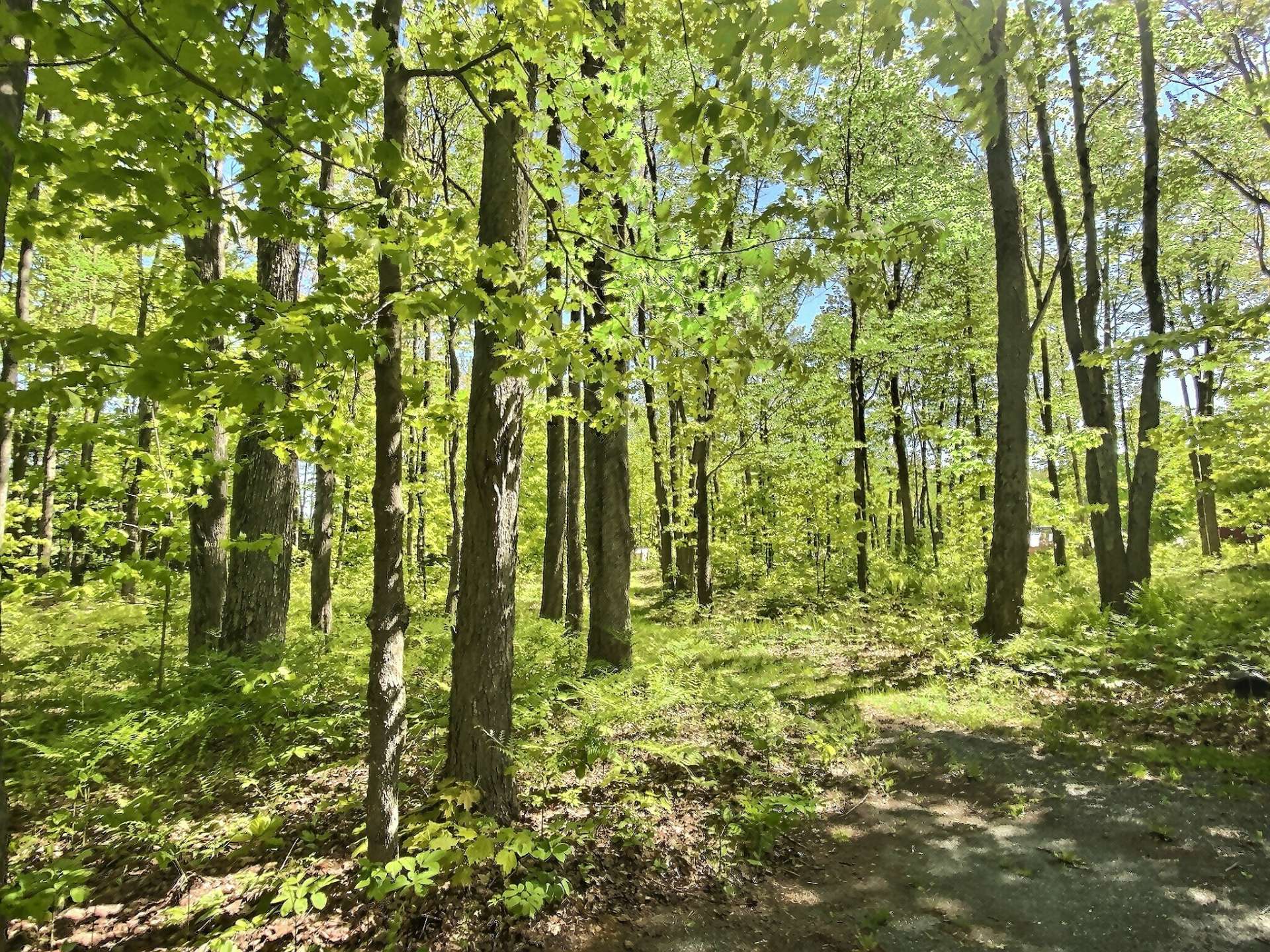 Wooded area