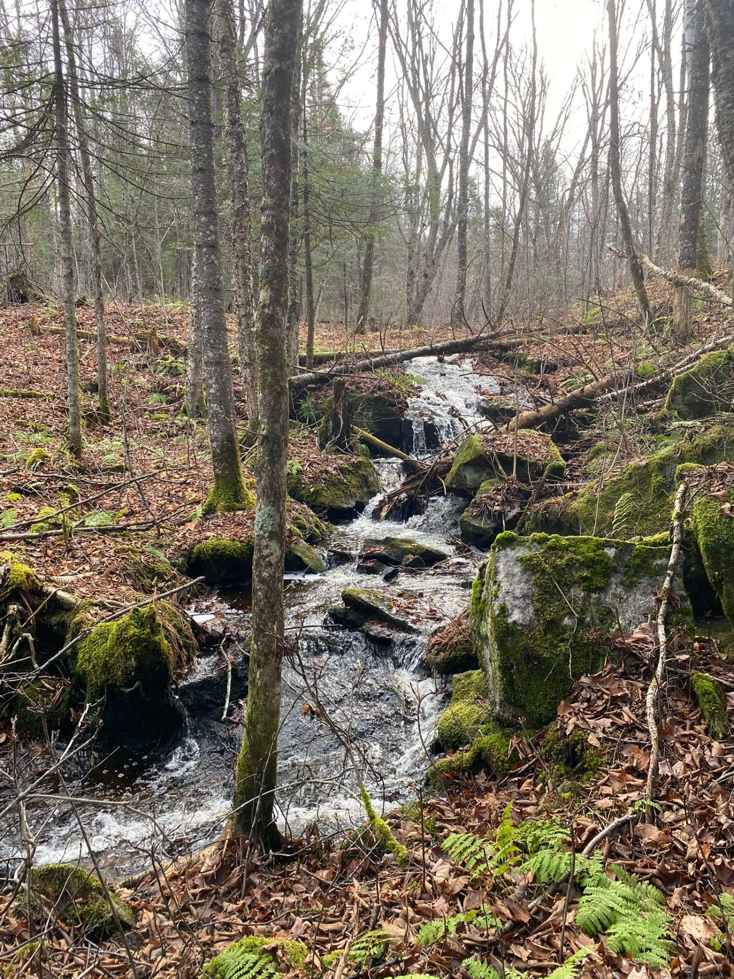 Ruisseau sur le terrain