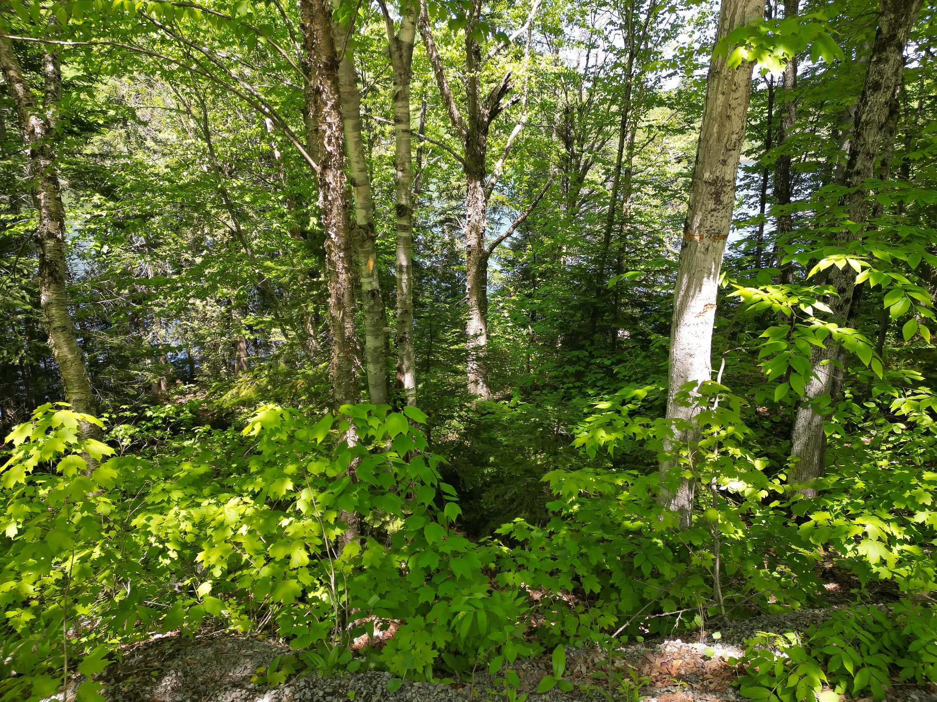 Terre/Terrain