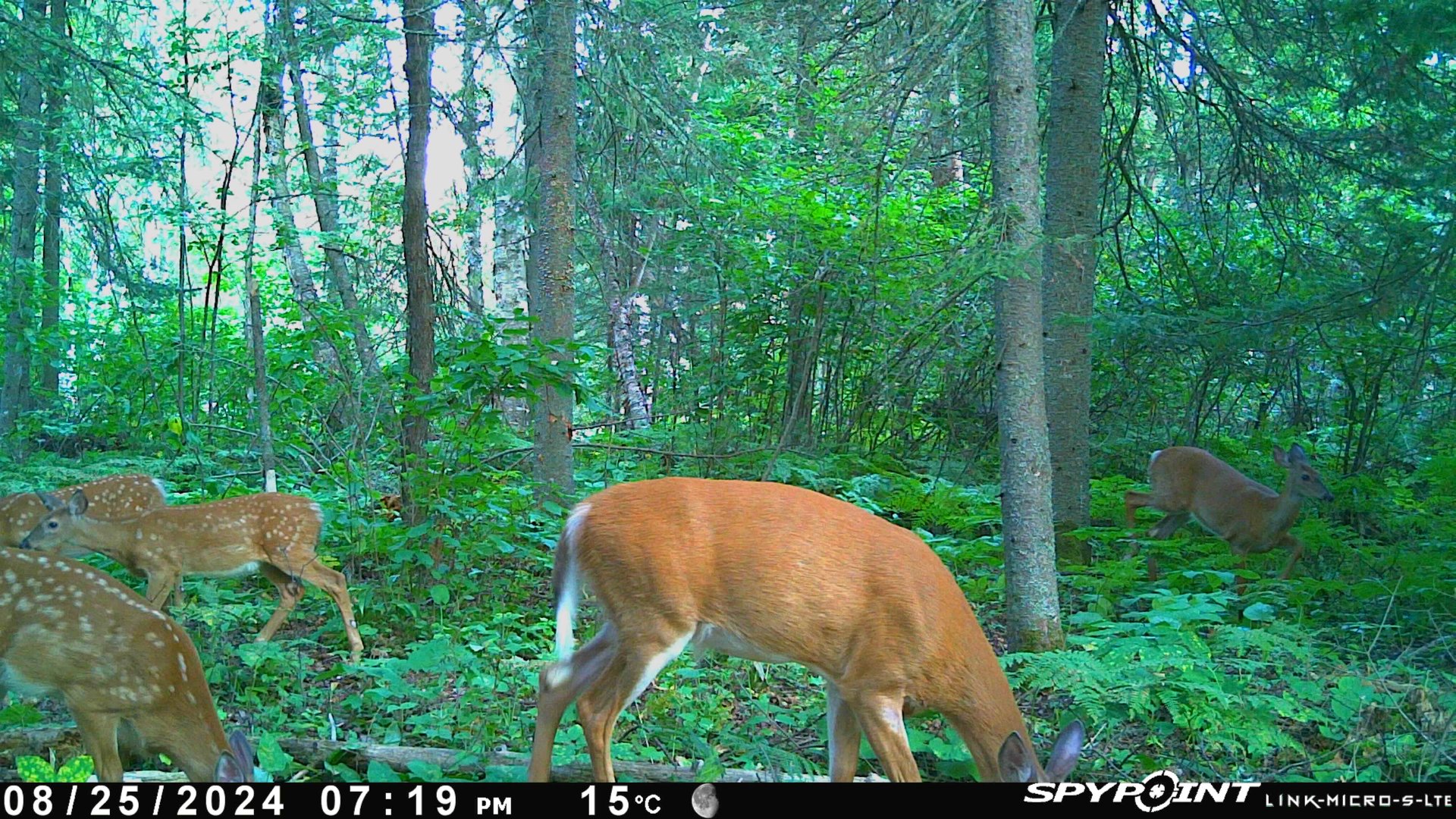 Photo fournie par le vendeur