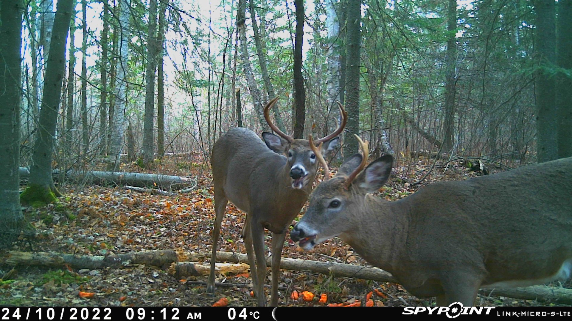 Photo fournie par le vendeur