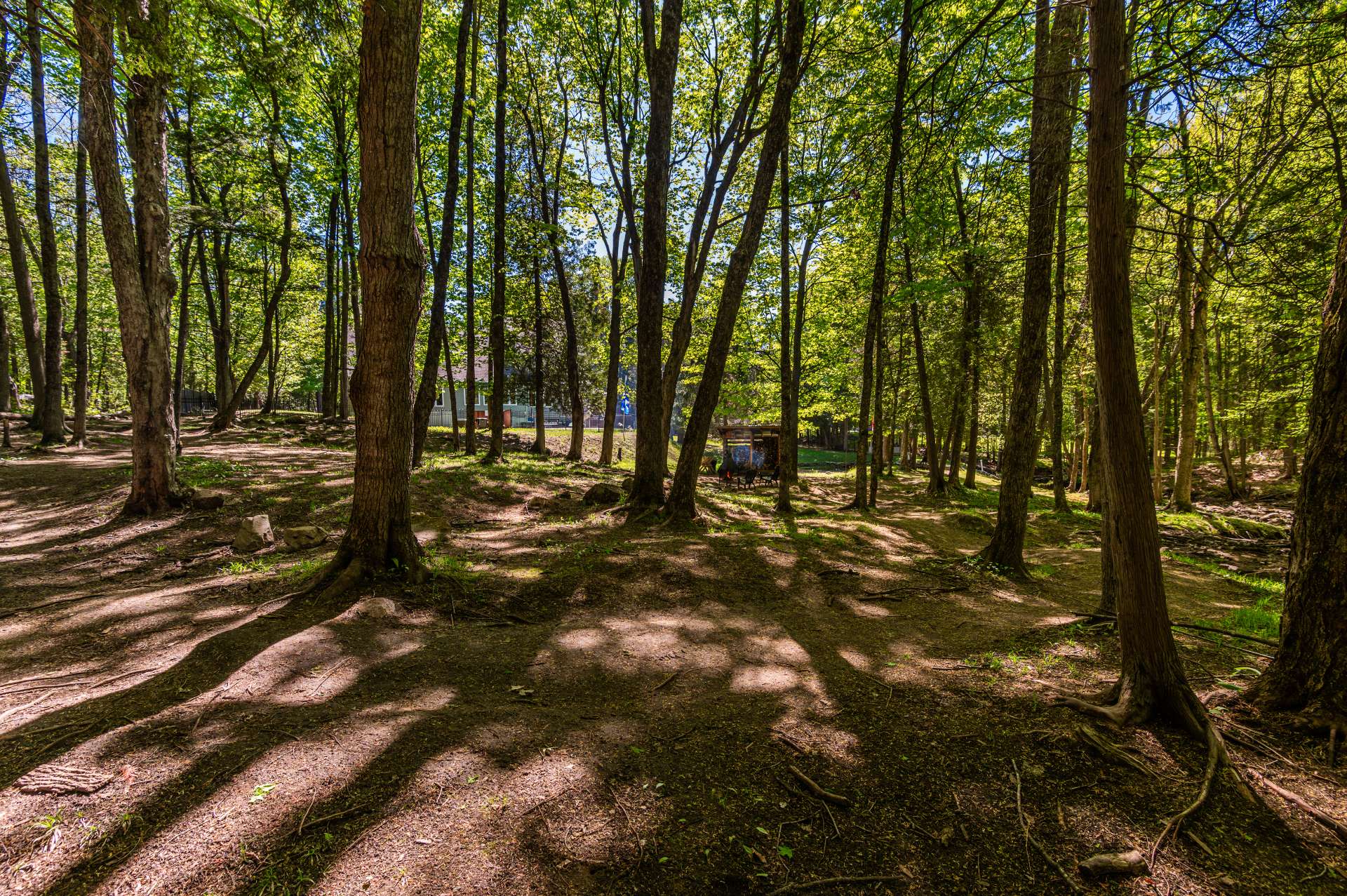 Wooded area