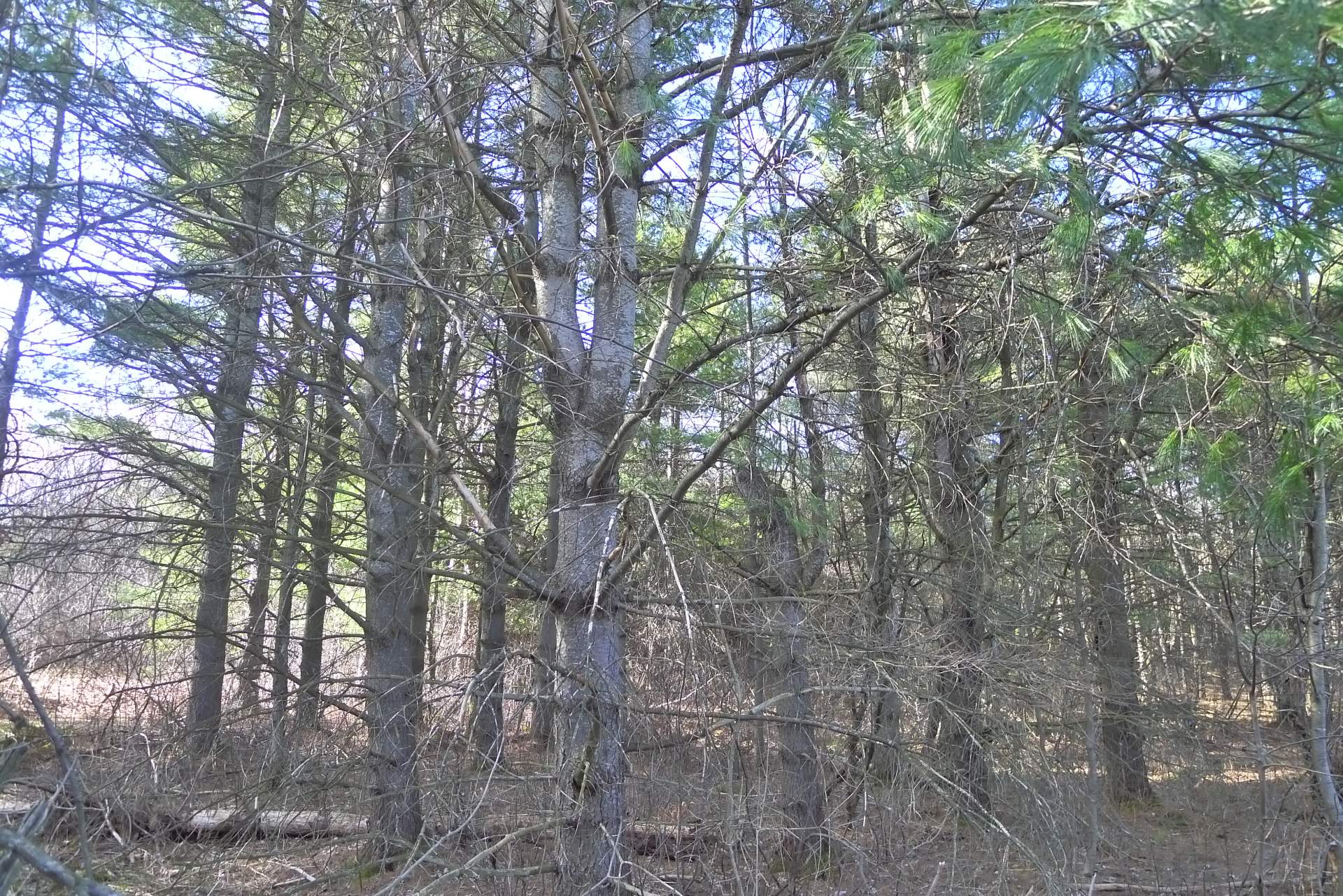 Land/Lot