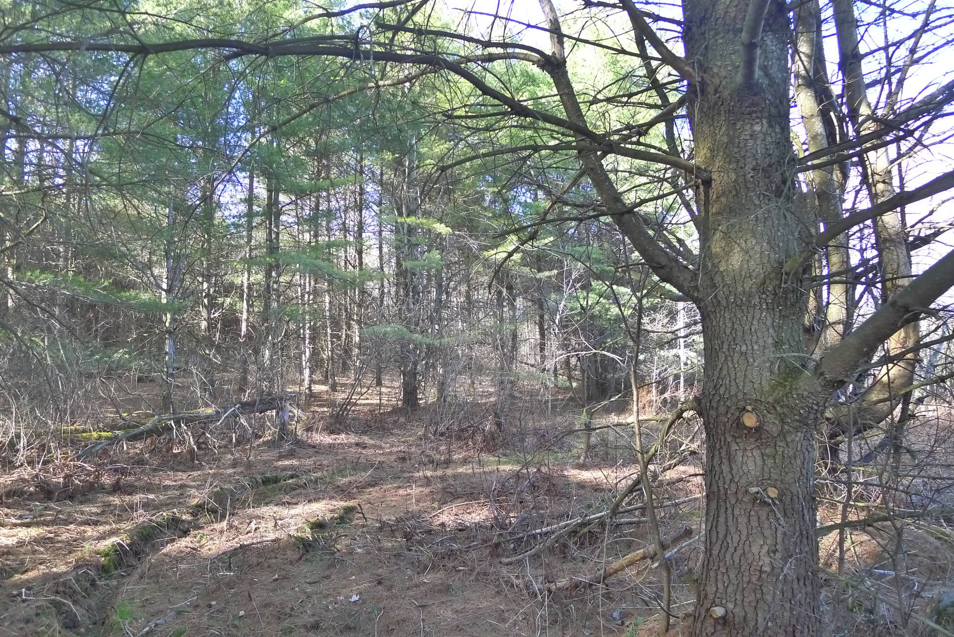 Land/Lot