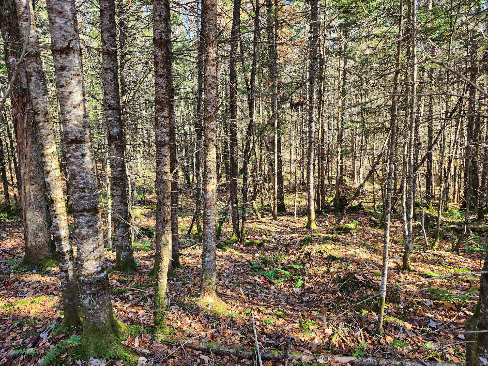 Terre/Terrain