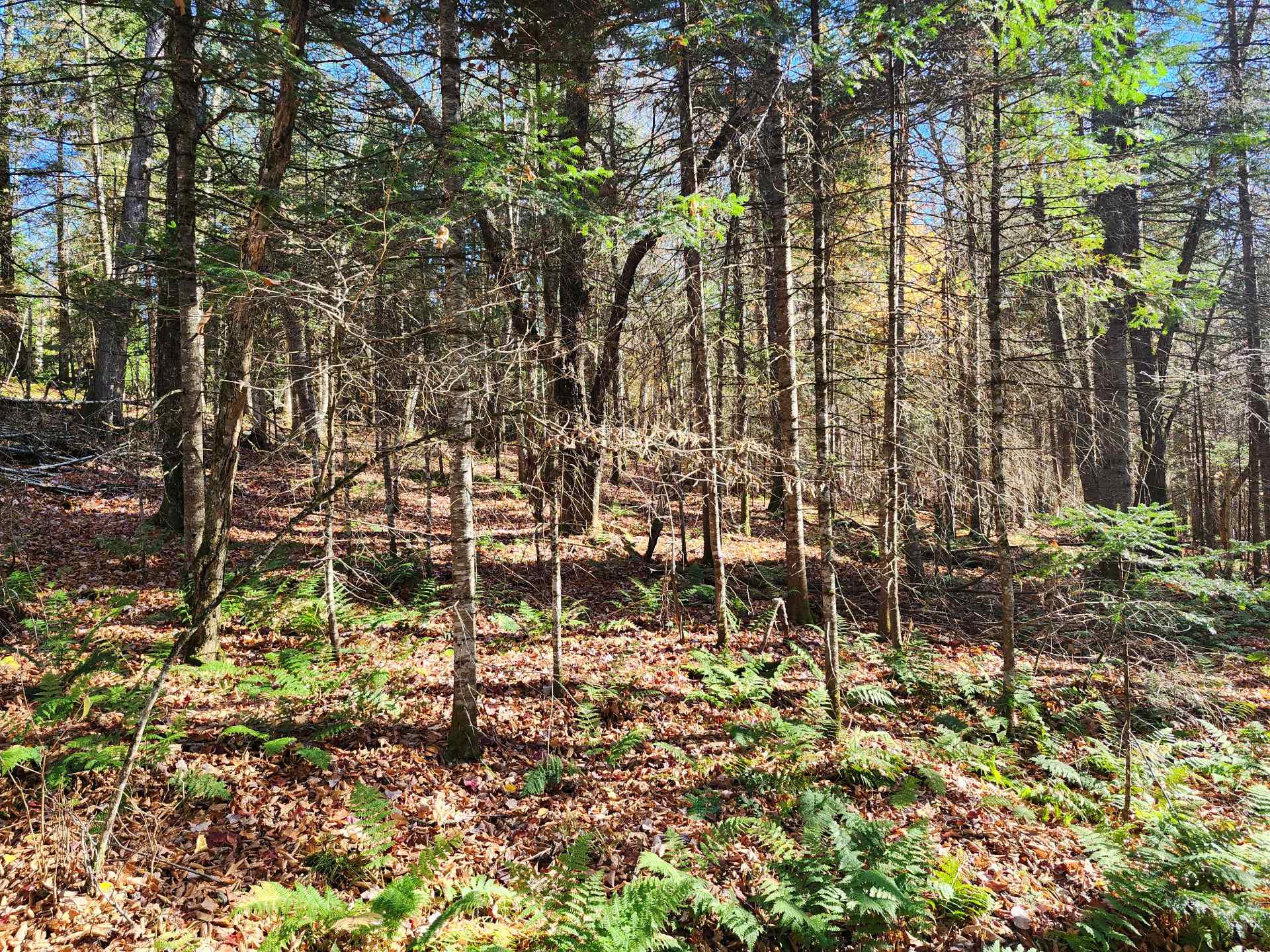 Terre/Terrain