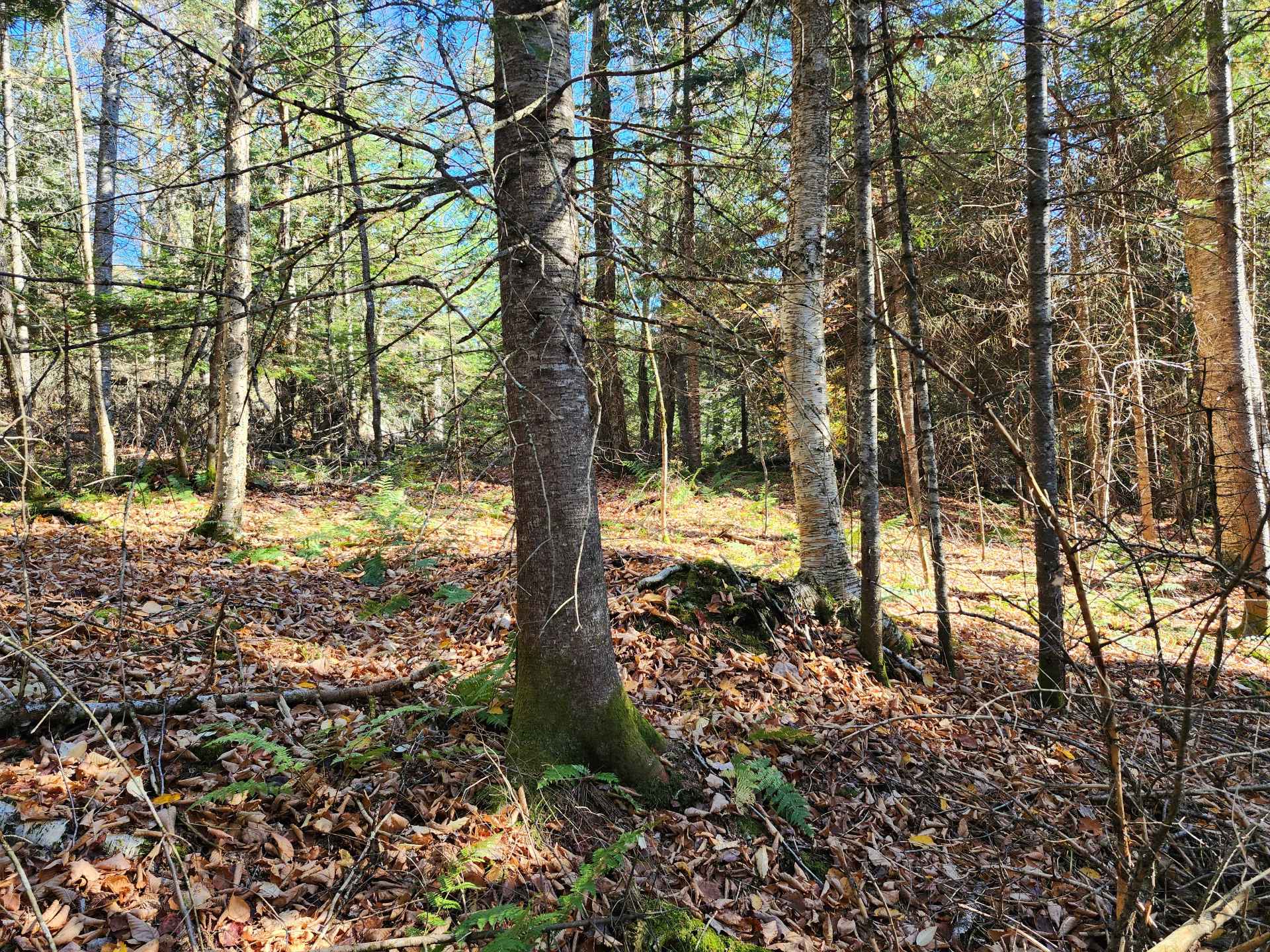 Terre/Terrain