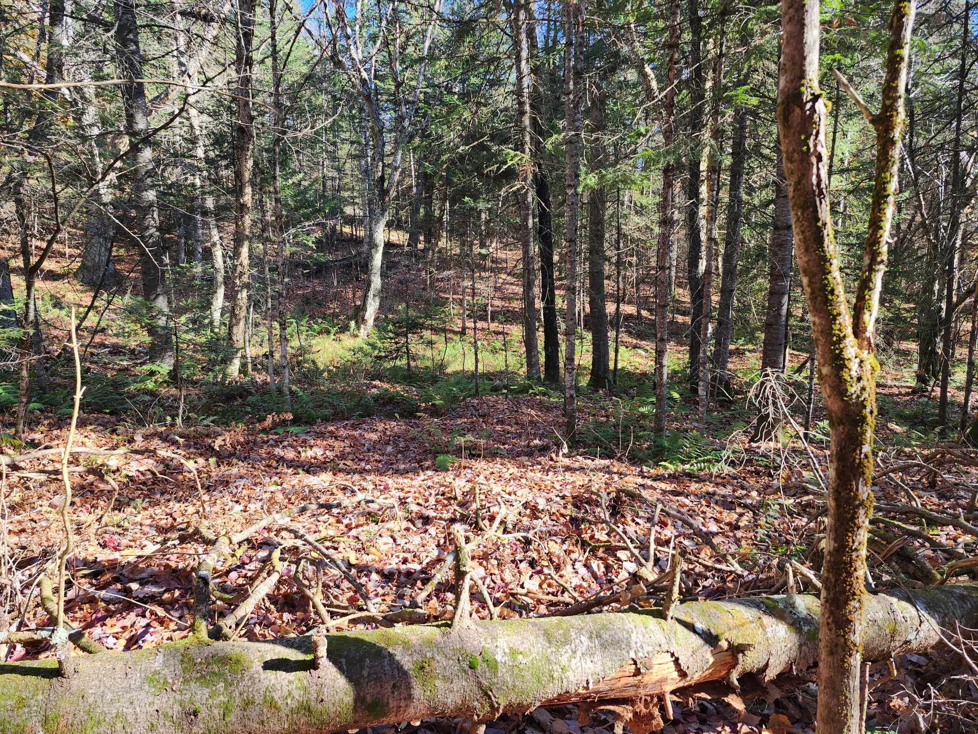 Terre/Terrain