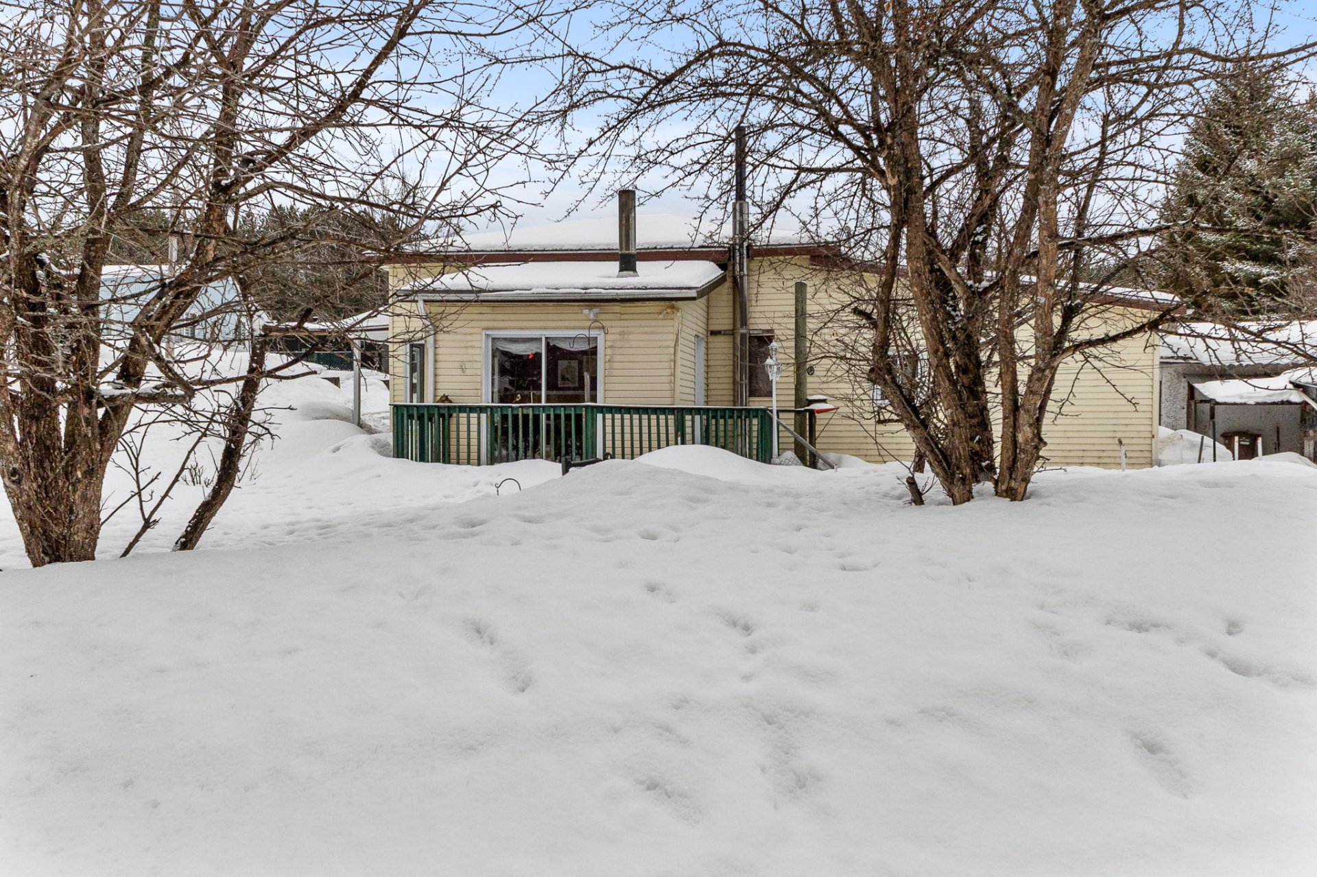 Plusieurs pommiers matures