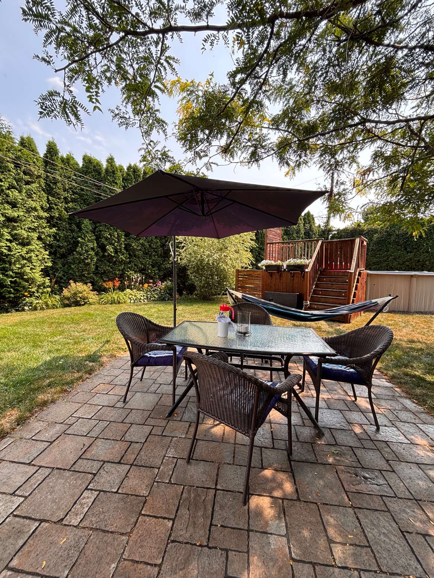 Haies de cèdres matures