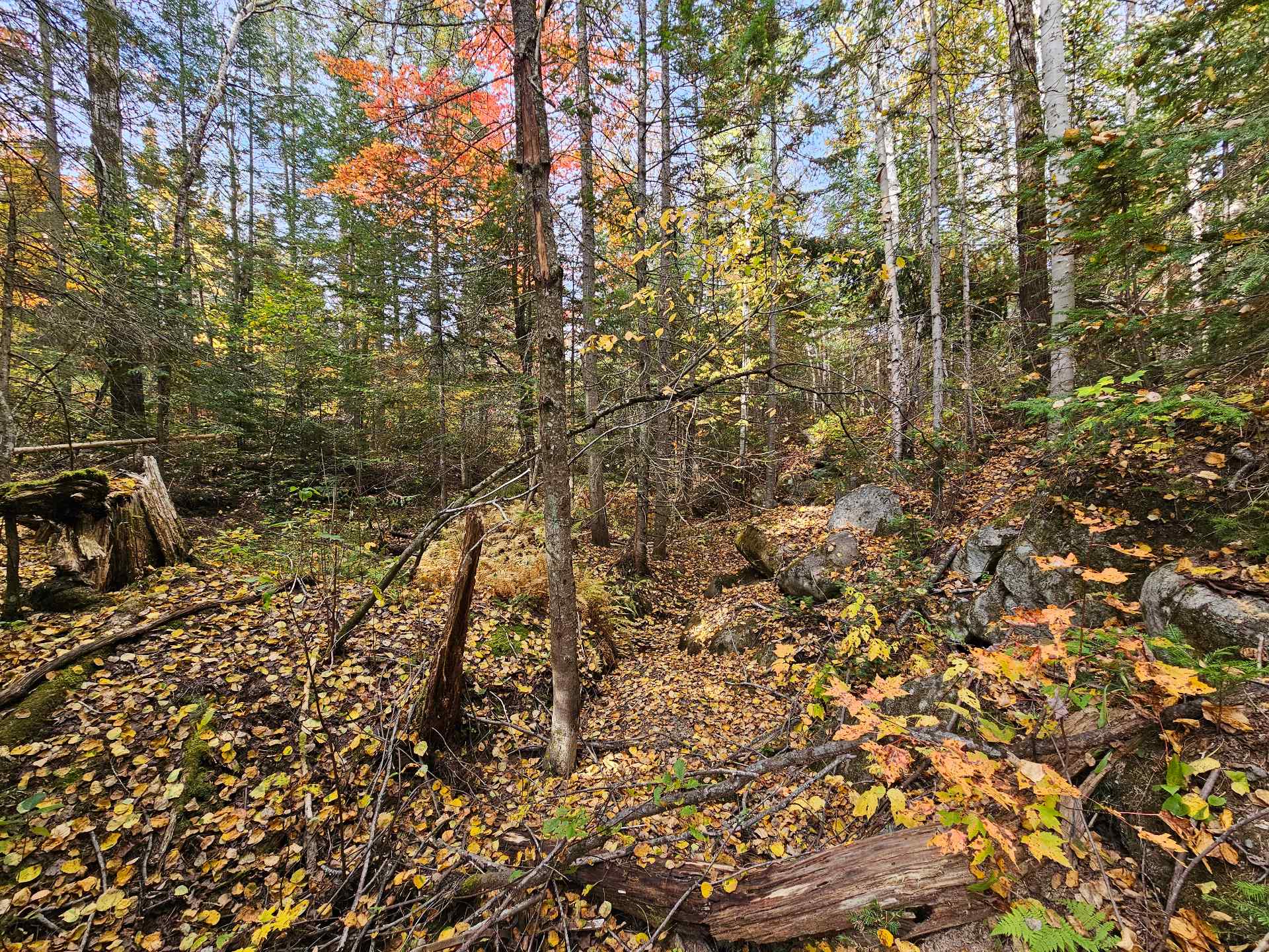 Terre/Terrain