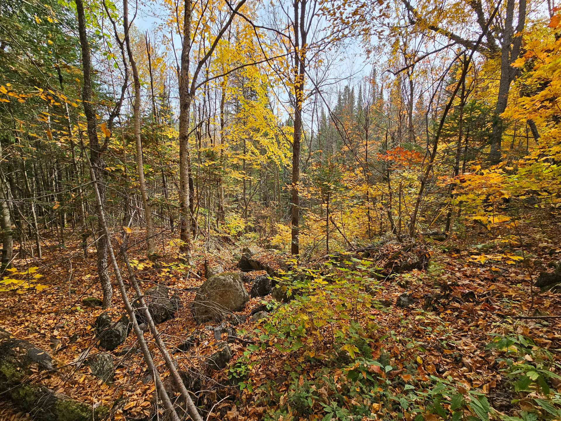 Terre/Terrain