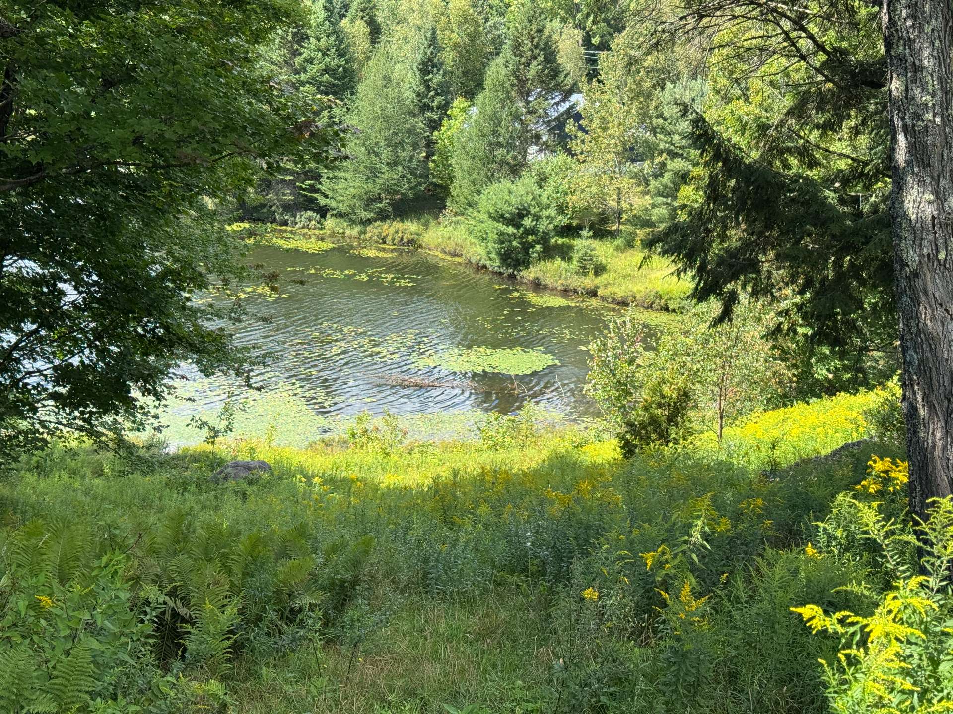 Bord de l'eau