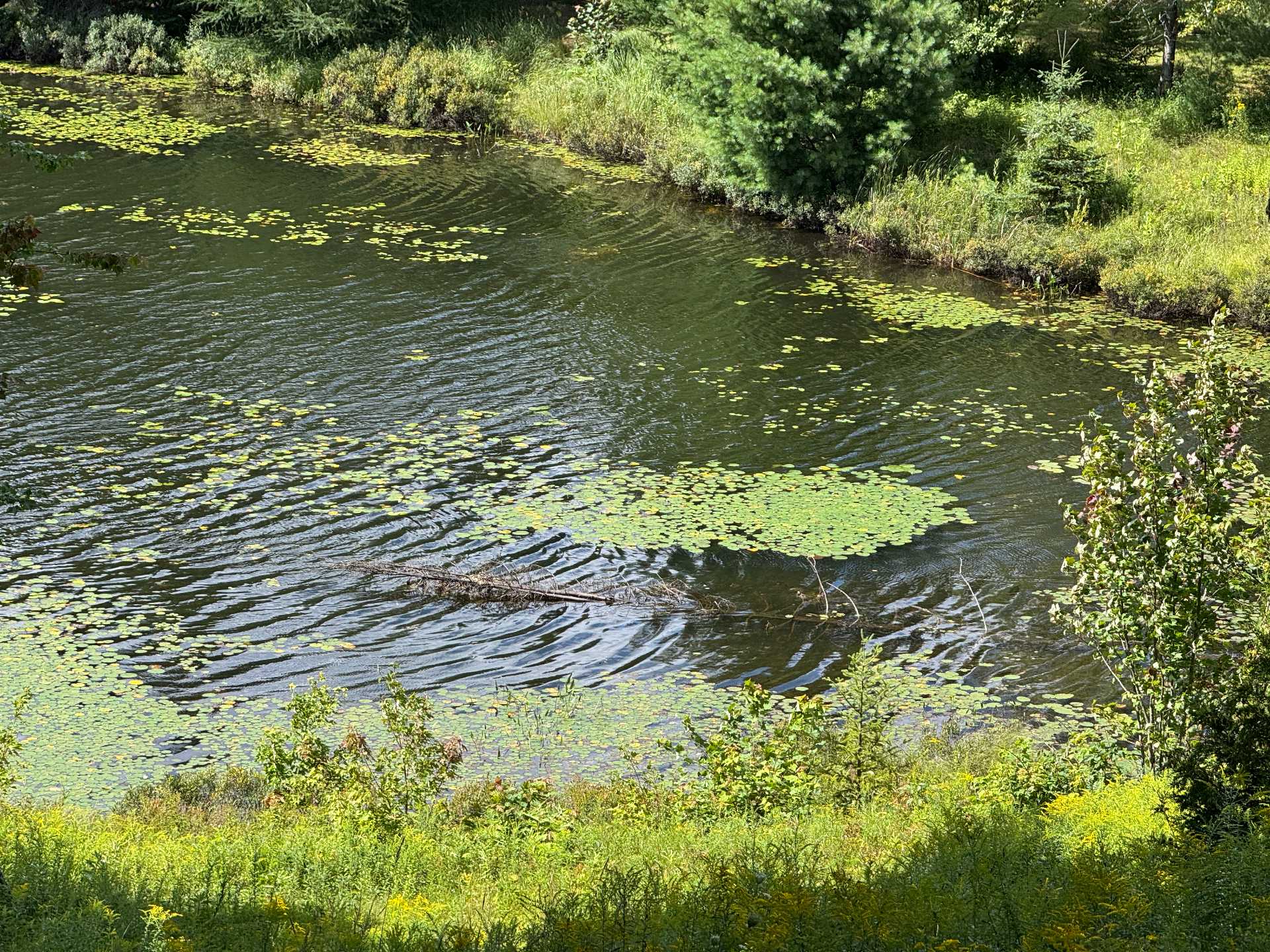 Bord de l'eau
