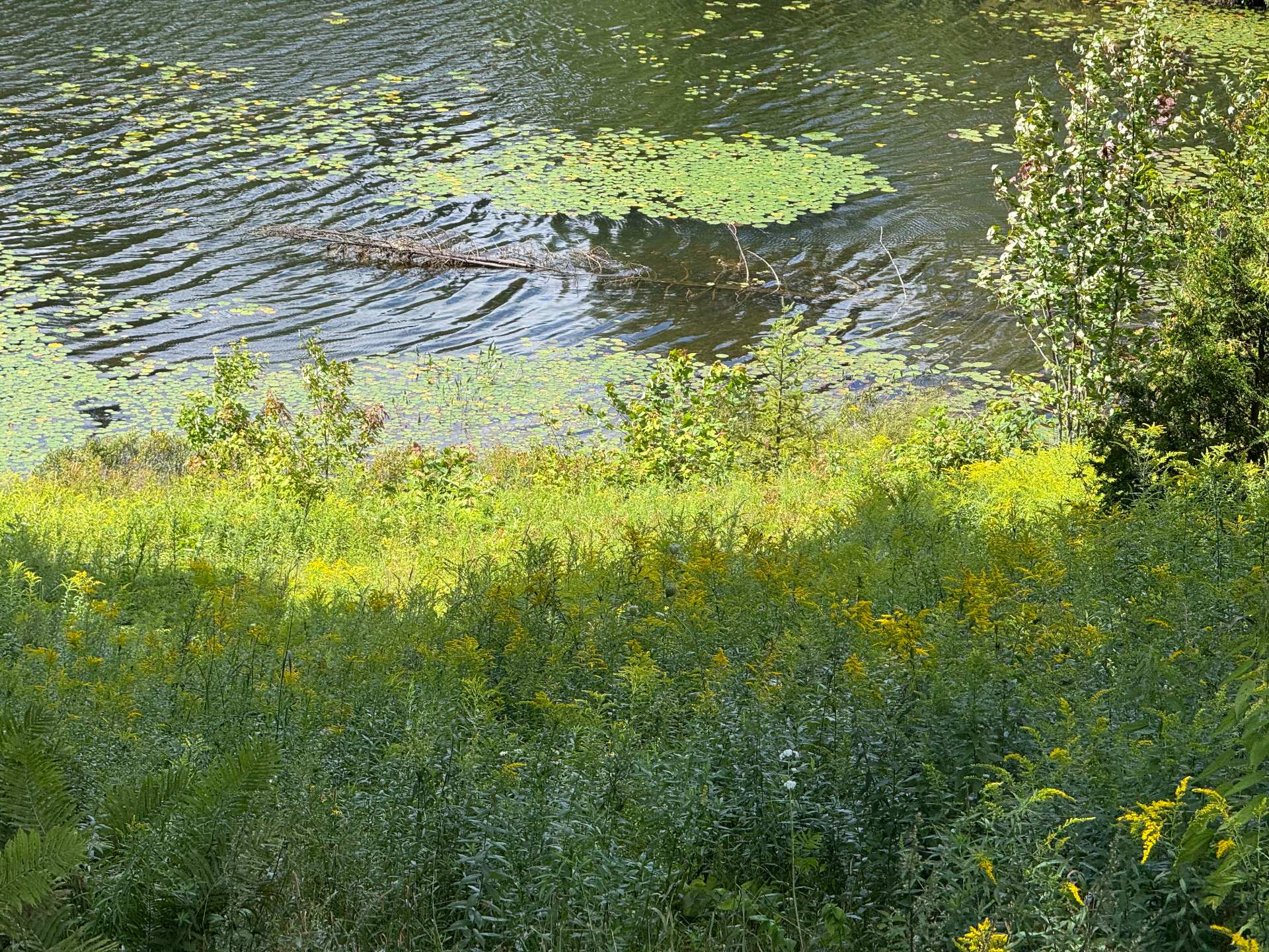 Bord de l'eau