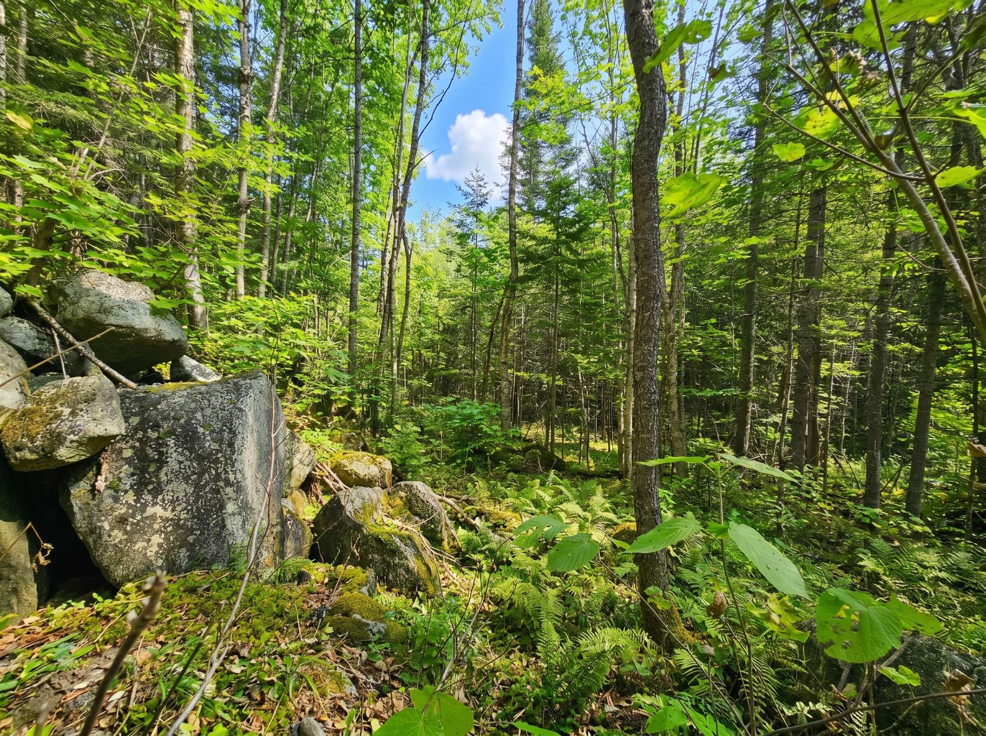 Land/Lot