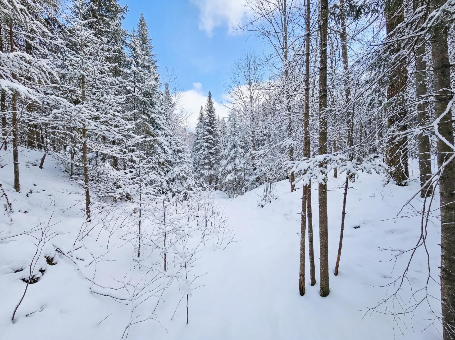 Wooded area
